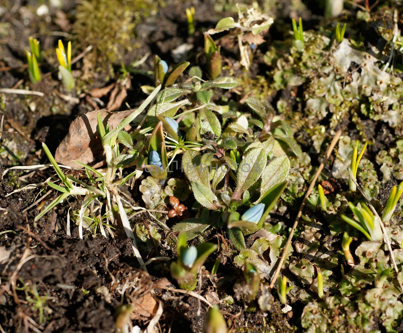 The very first blue crocuses in the garden