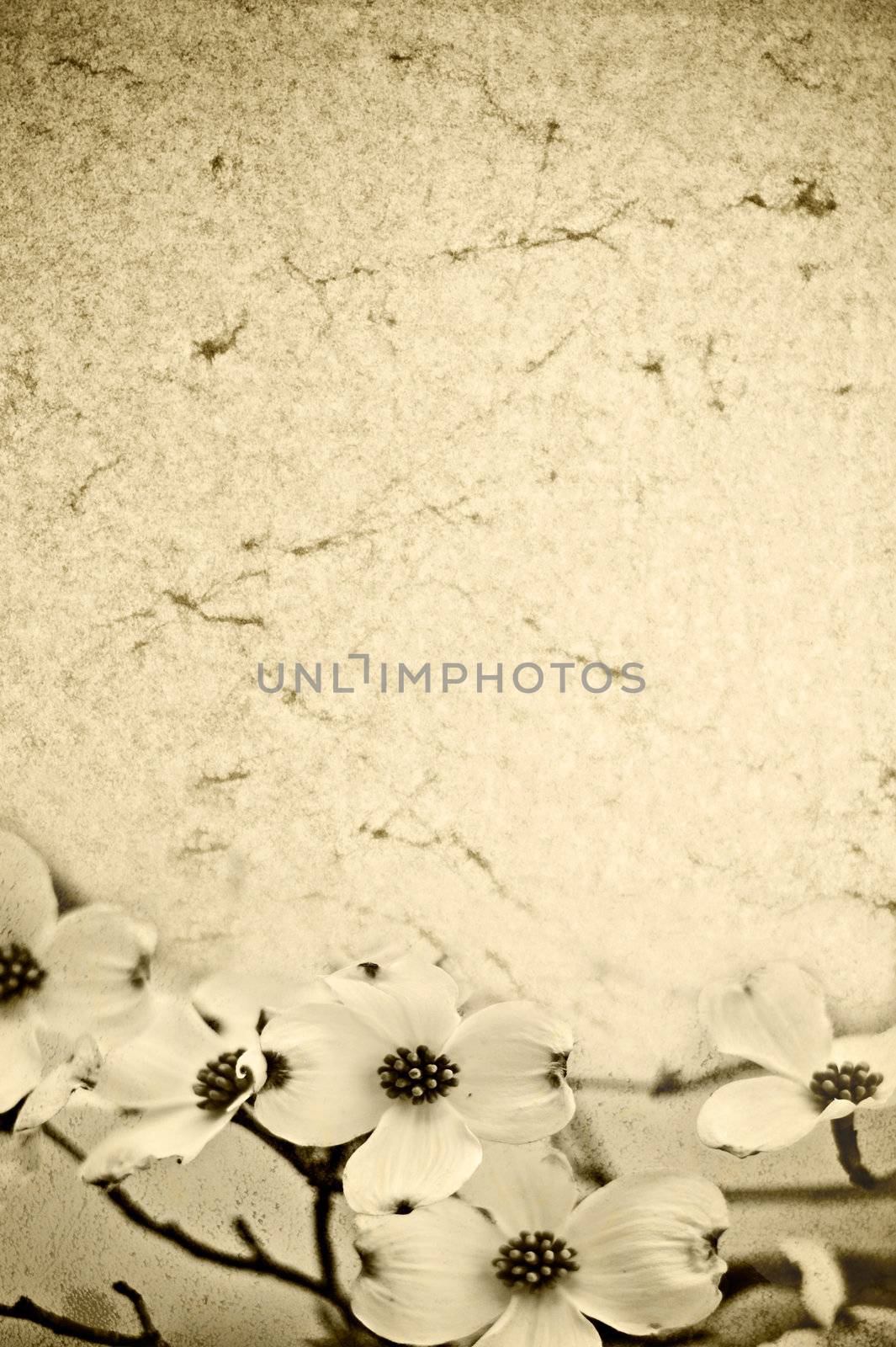 flower paper texture background in sepia tones
