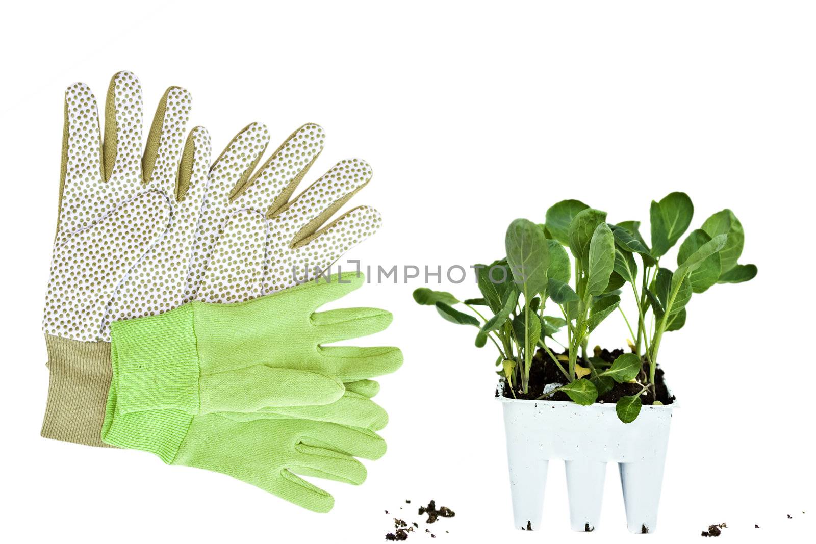 Gardening gloves and plants on a white background.