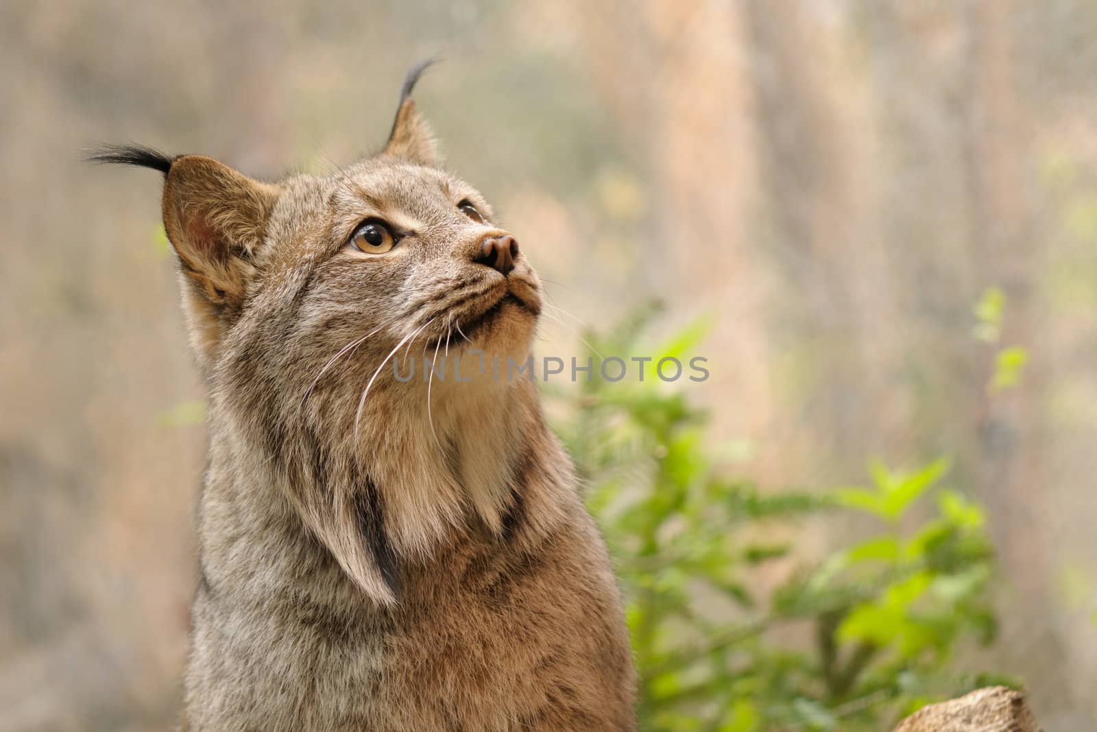Portrait of a beautiful canadian lynx