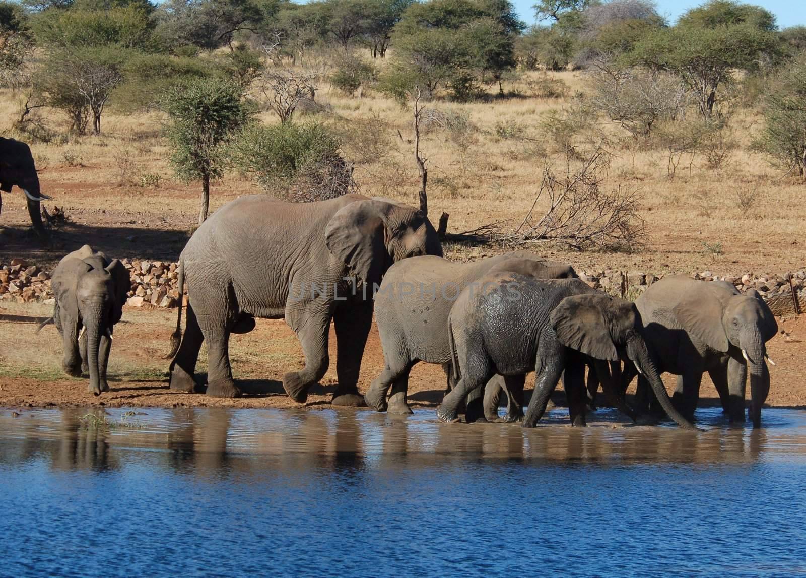 An African Elephant