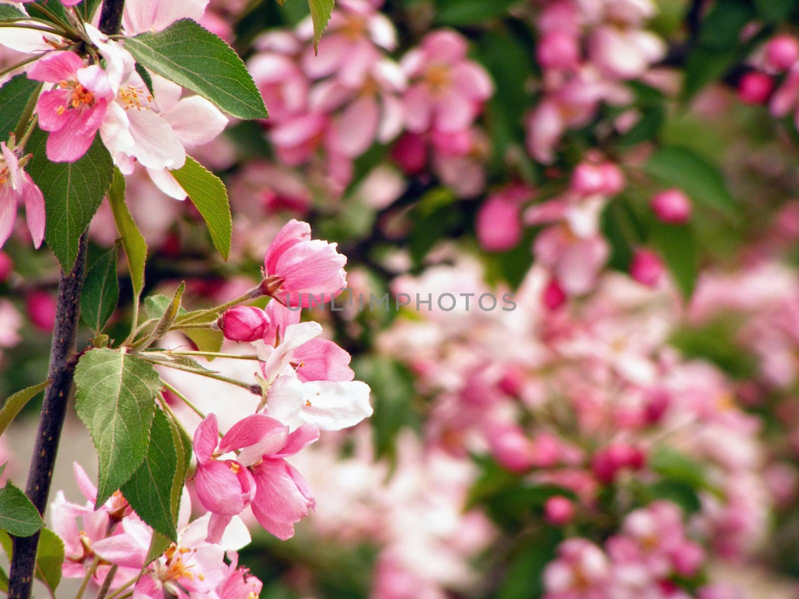Pink and White Blossoming Tree by watamyr