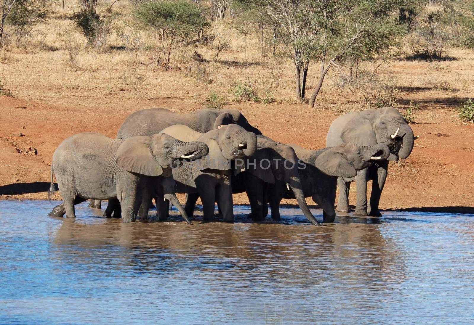 African Elephant herd. by ChrisKruger