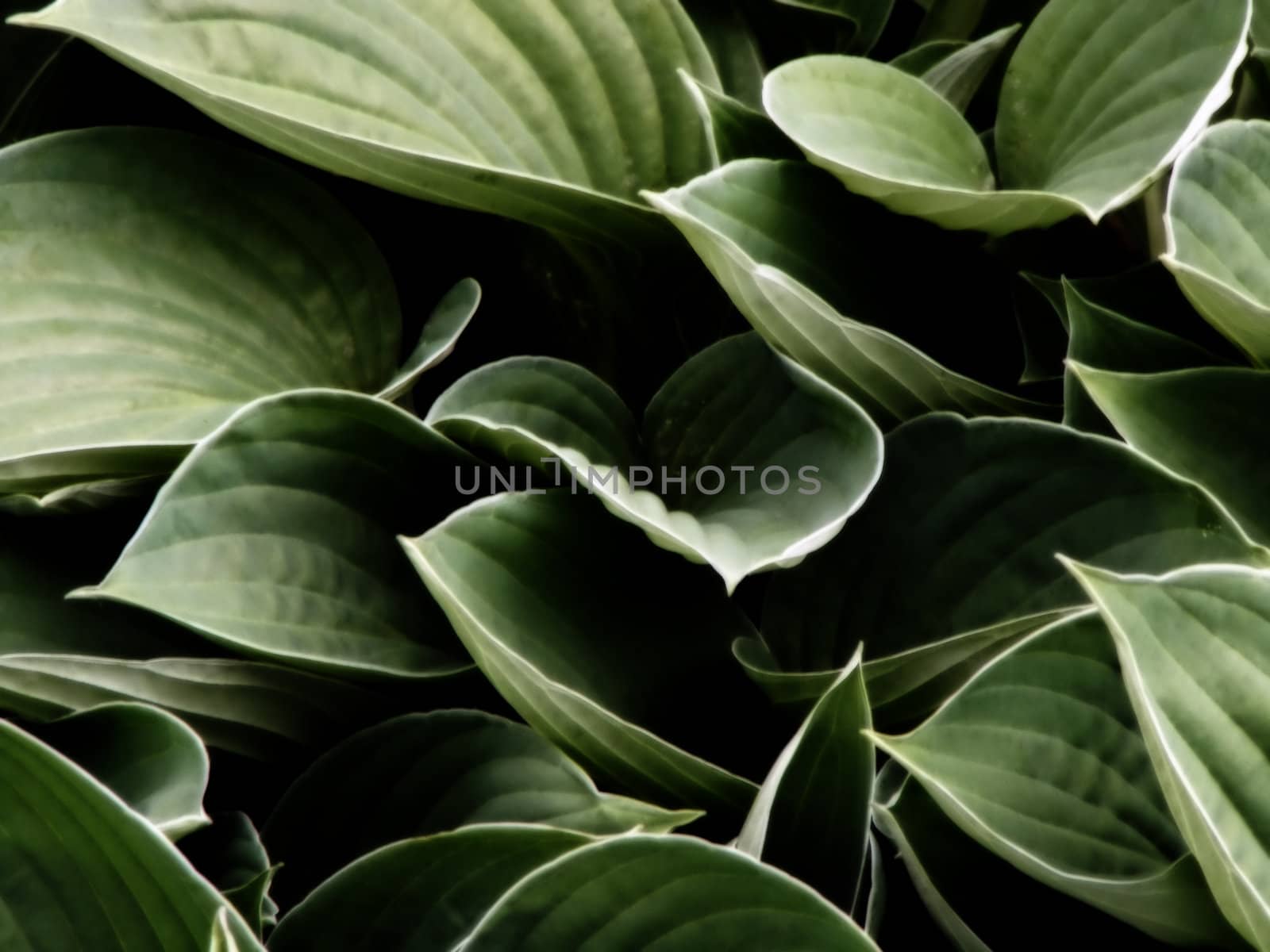 Broad green leaf bed background texture.