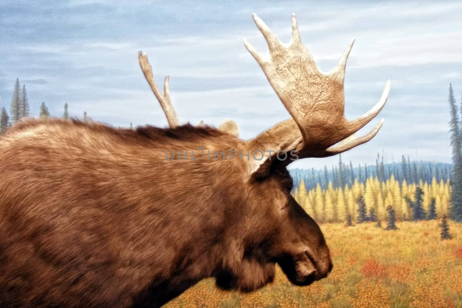 View of a moose on display at a museum.