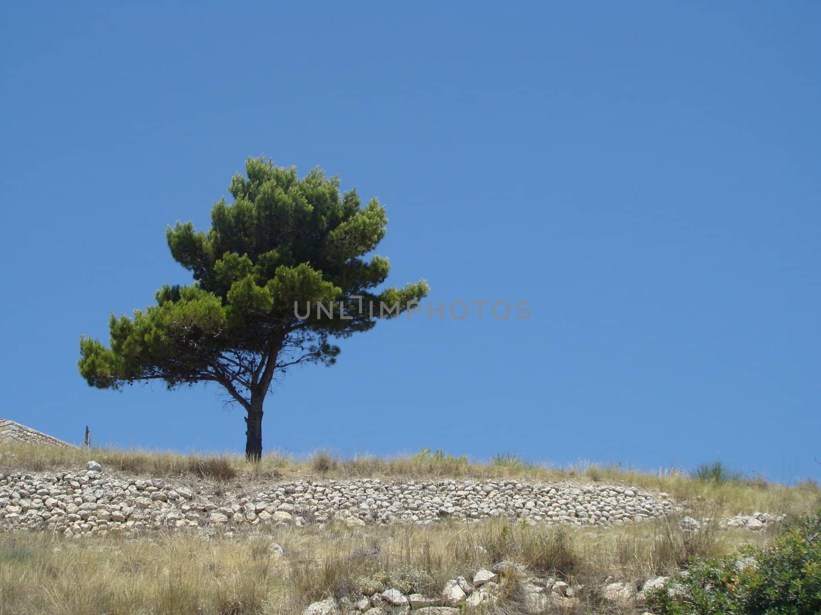 pine tree in Apulia countryside, Italy