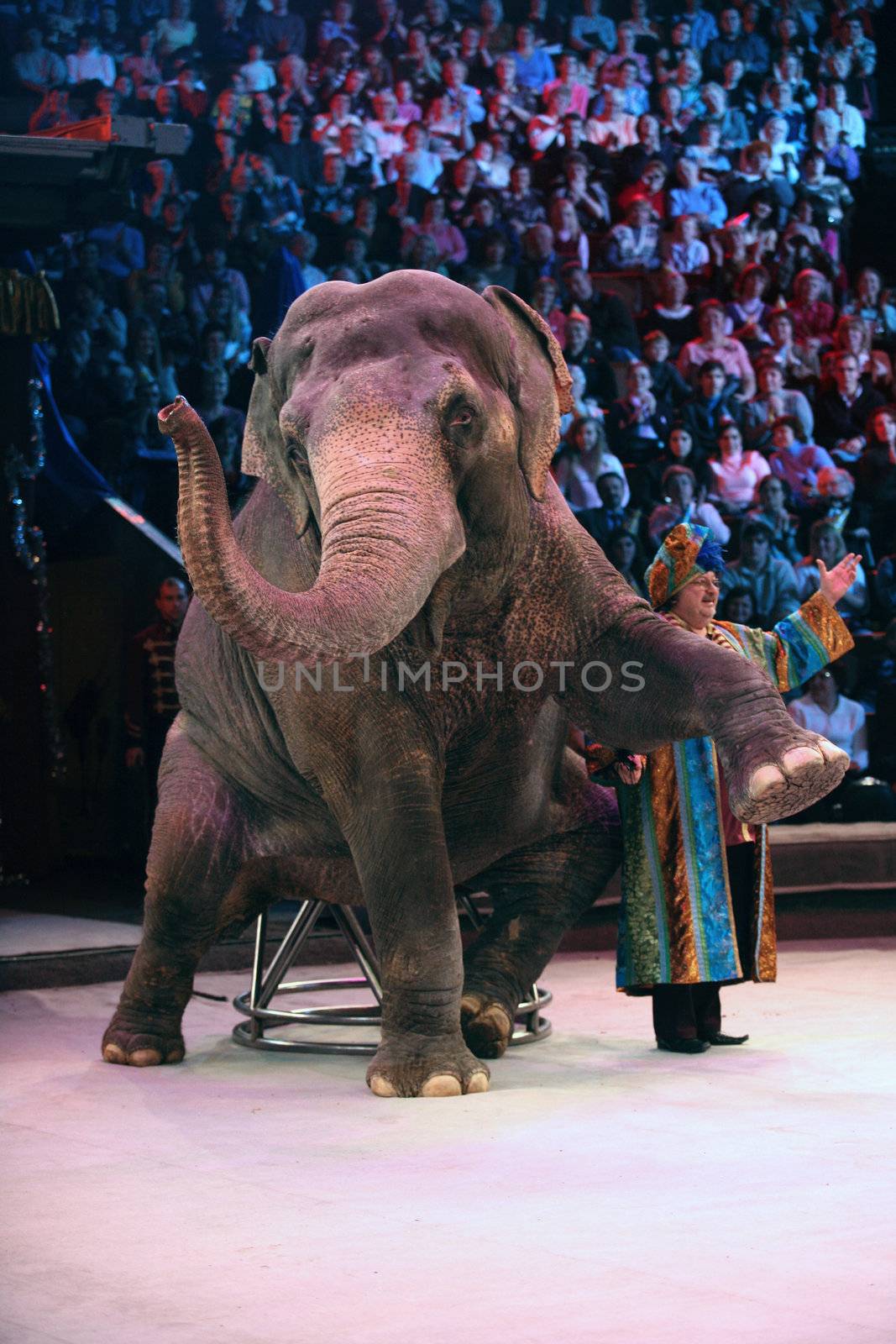 Asian Elephant in circus