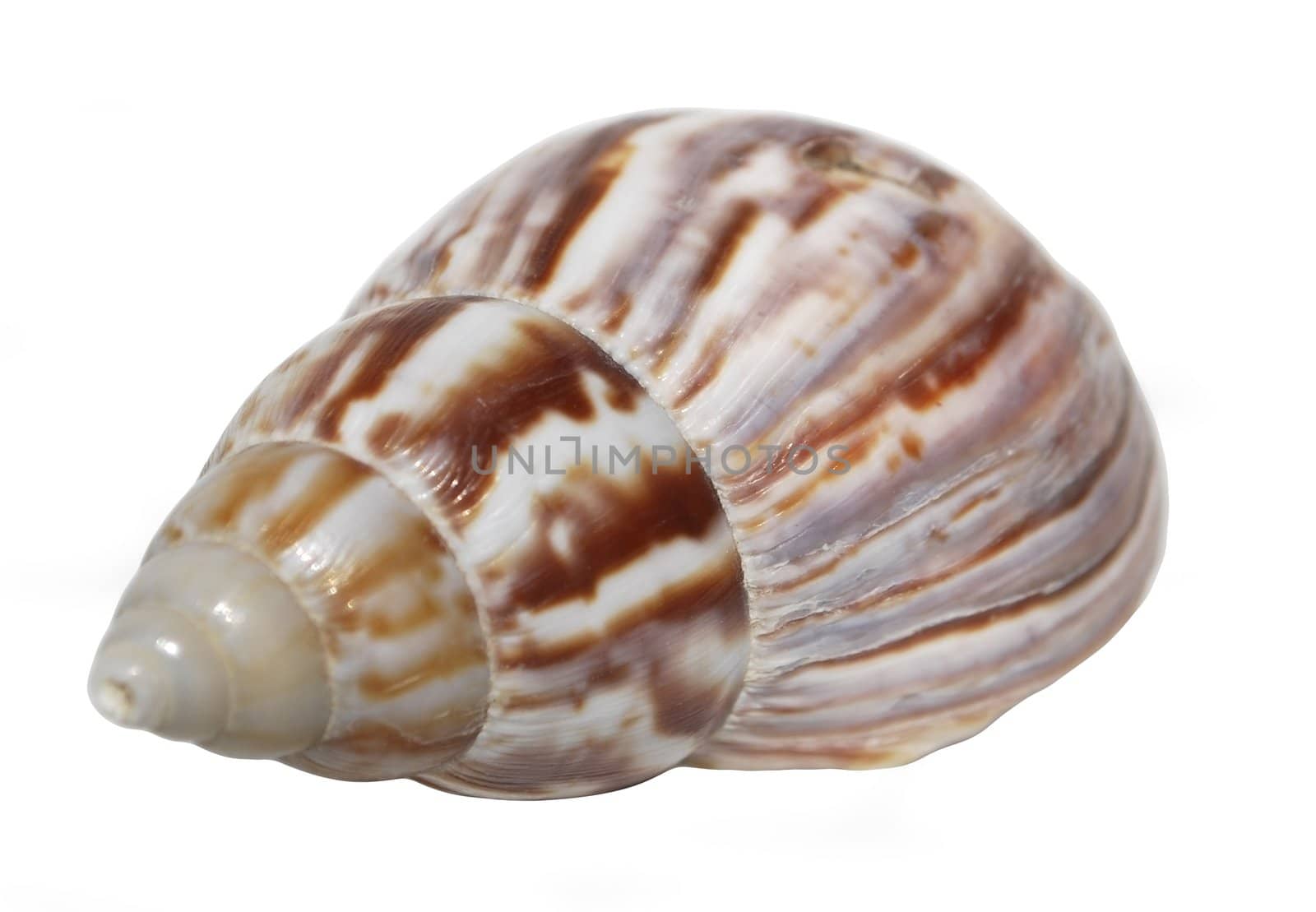 the seashell from the black sea, macro