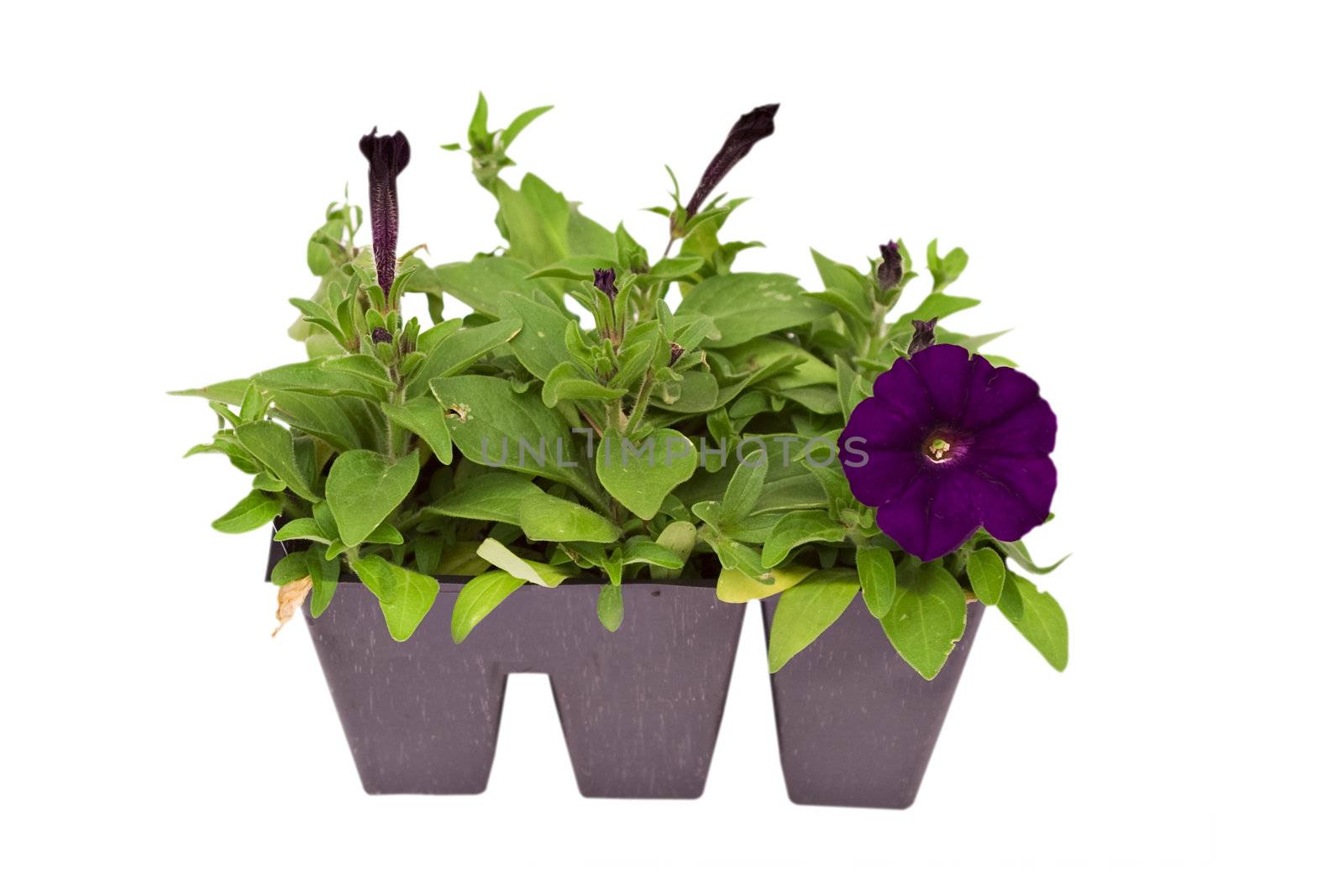Pack of petunias isolated on white
