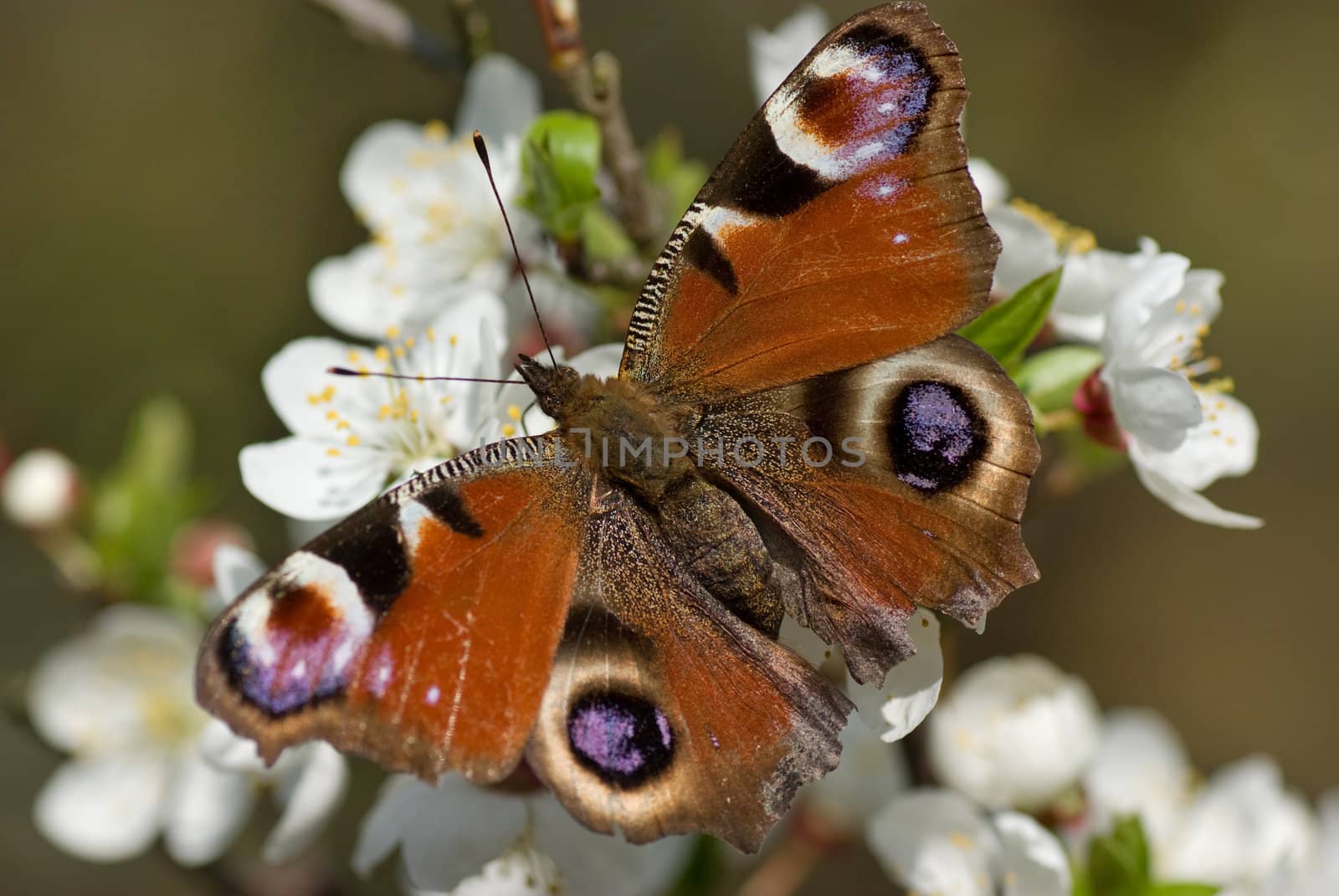 Peacock , Inachis io by pikolo