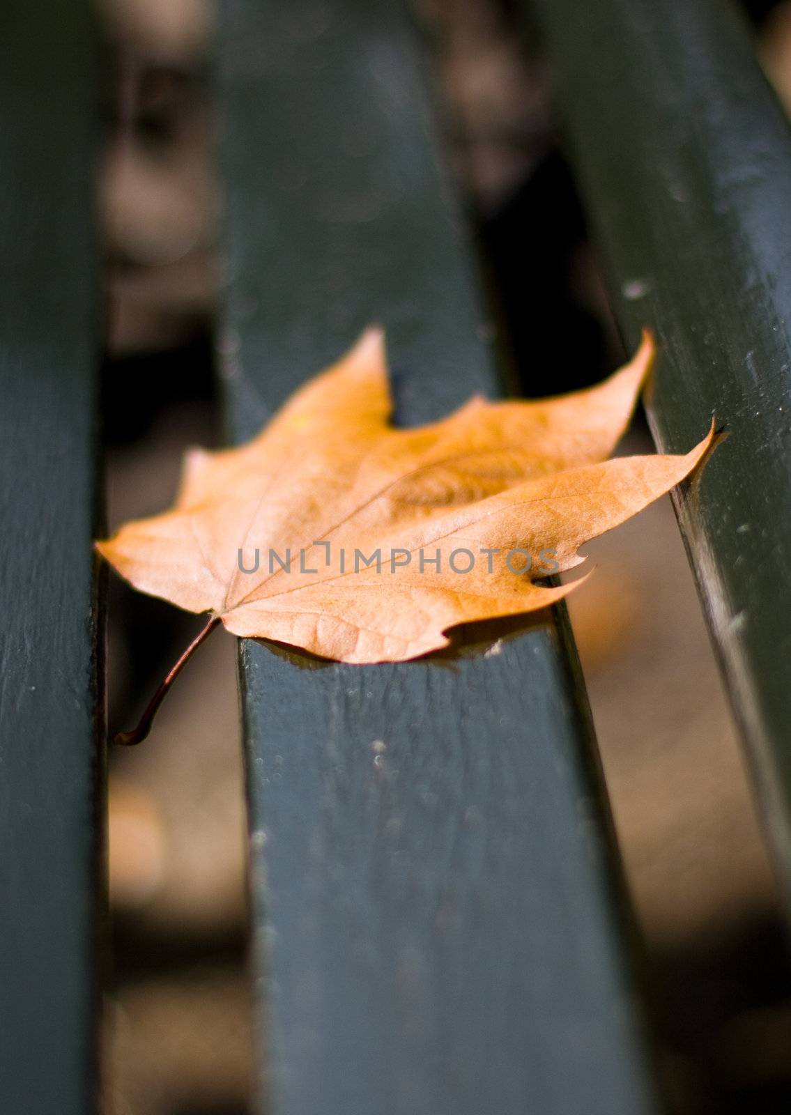 Fallen leaf has landed on a black bench