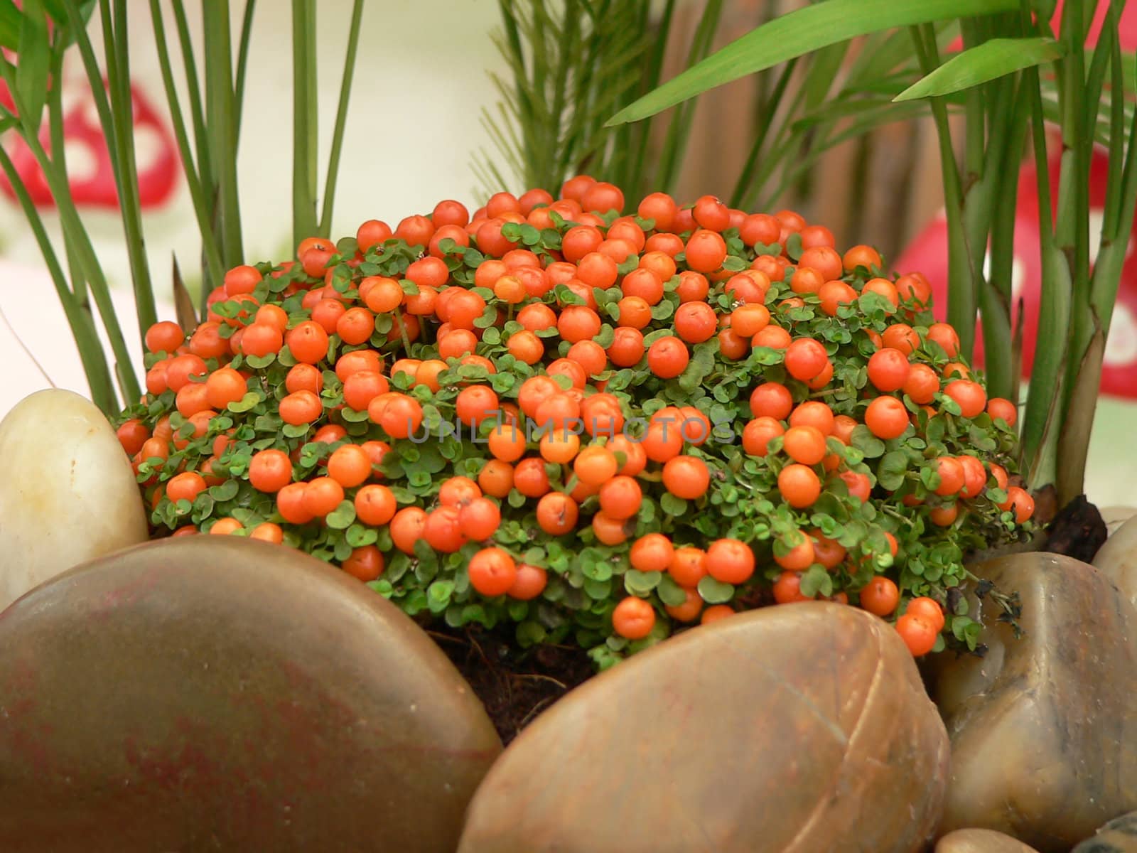 Beautiful coral moss bead plant