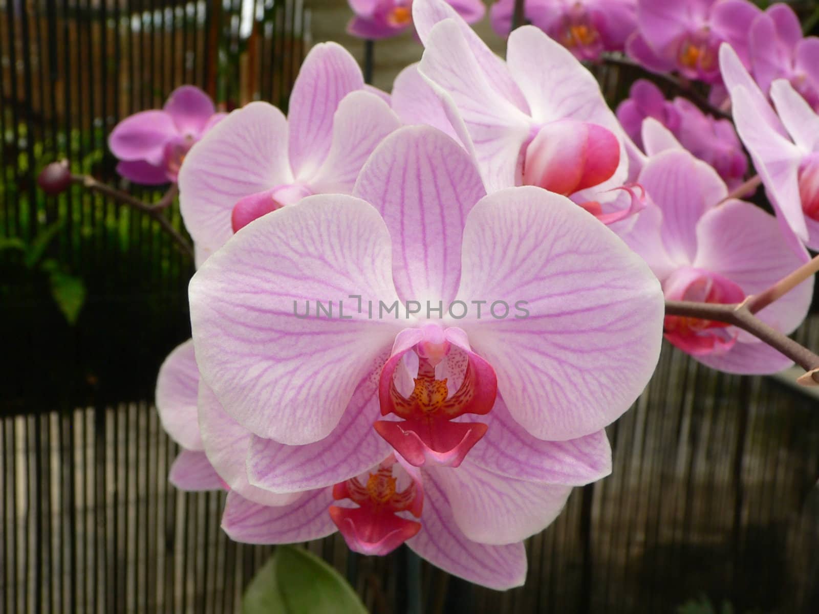 beautiful orchids close-up