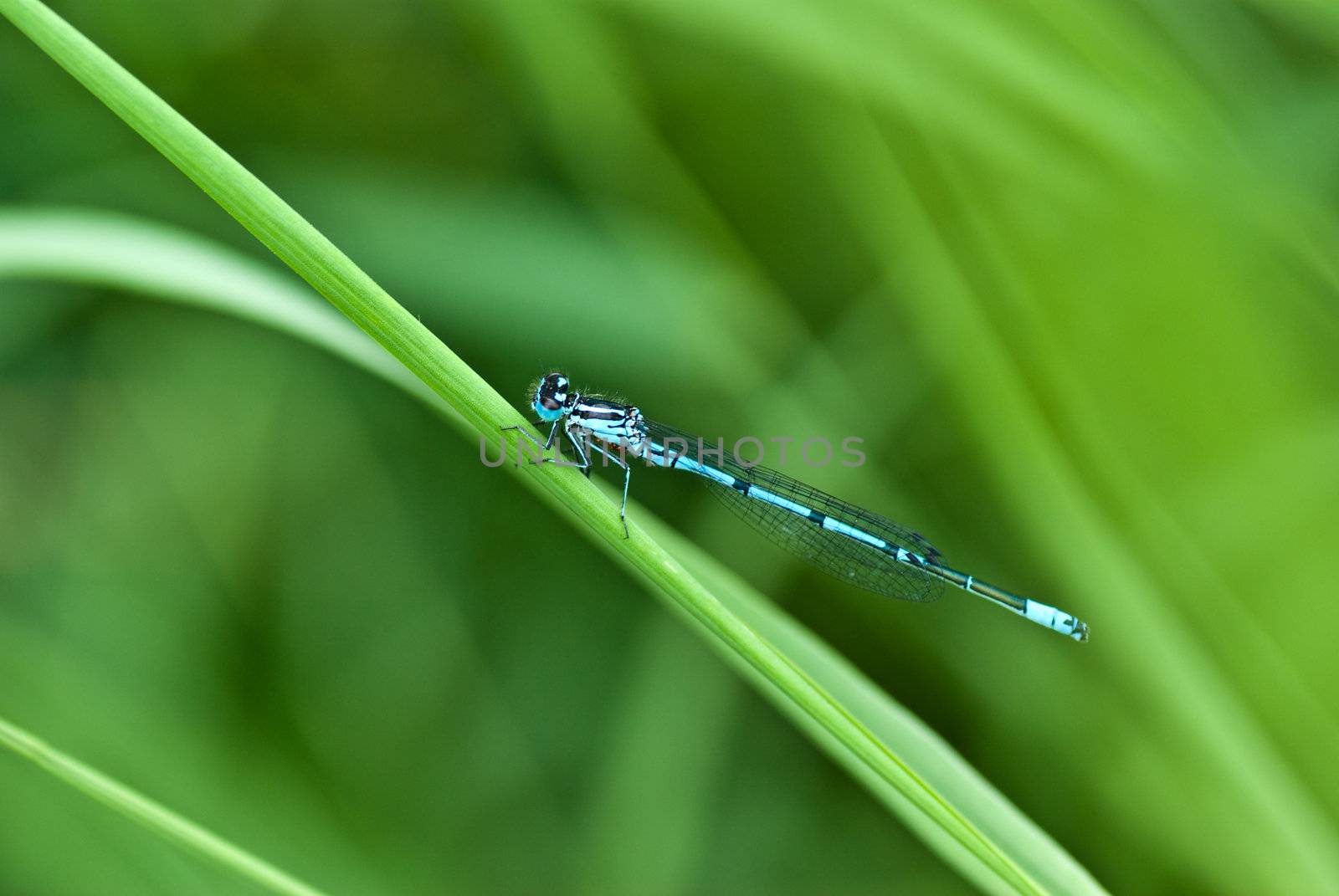 Azure Damselfly - dragonfly
