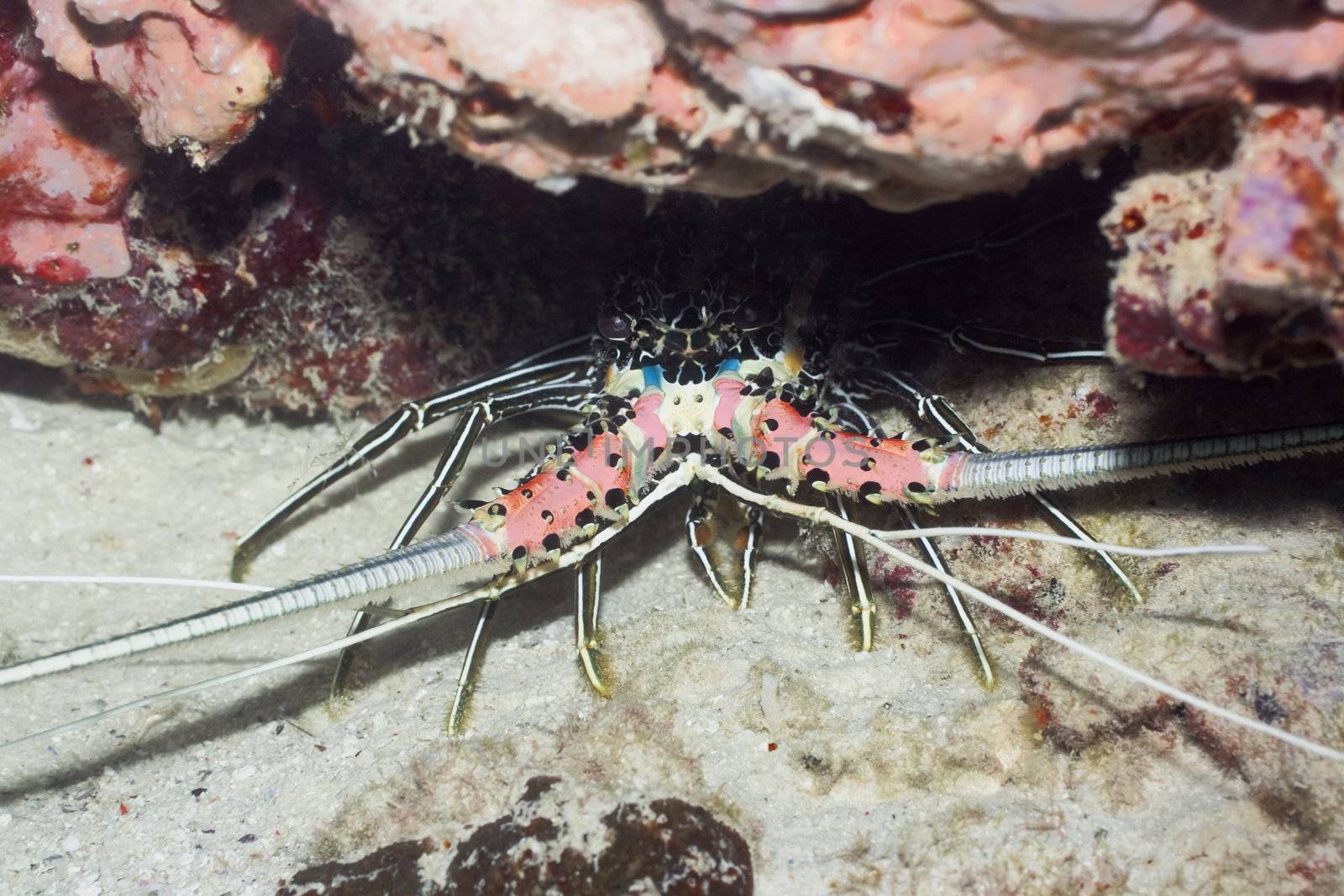 Lobster underwater close-up. Sipadan. Celebes sea