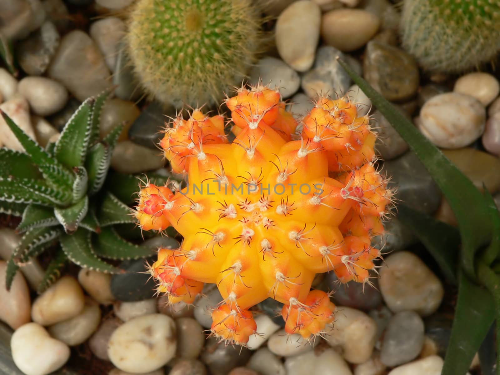 beautiful yellow cactus close-up