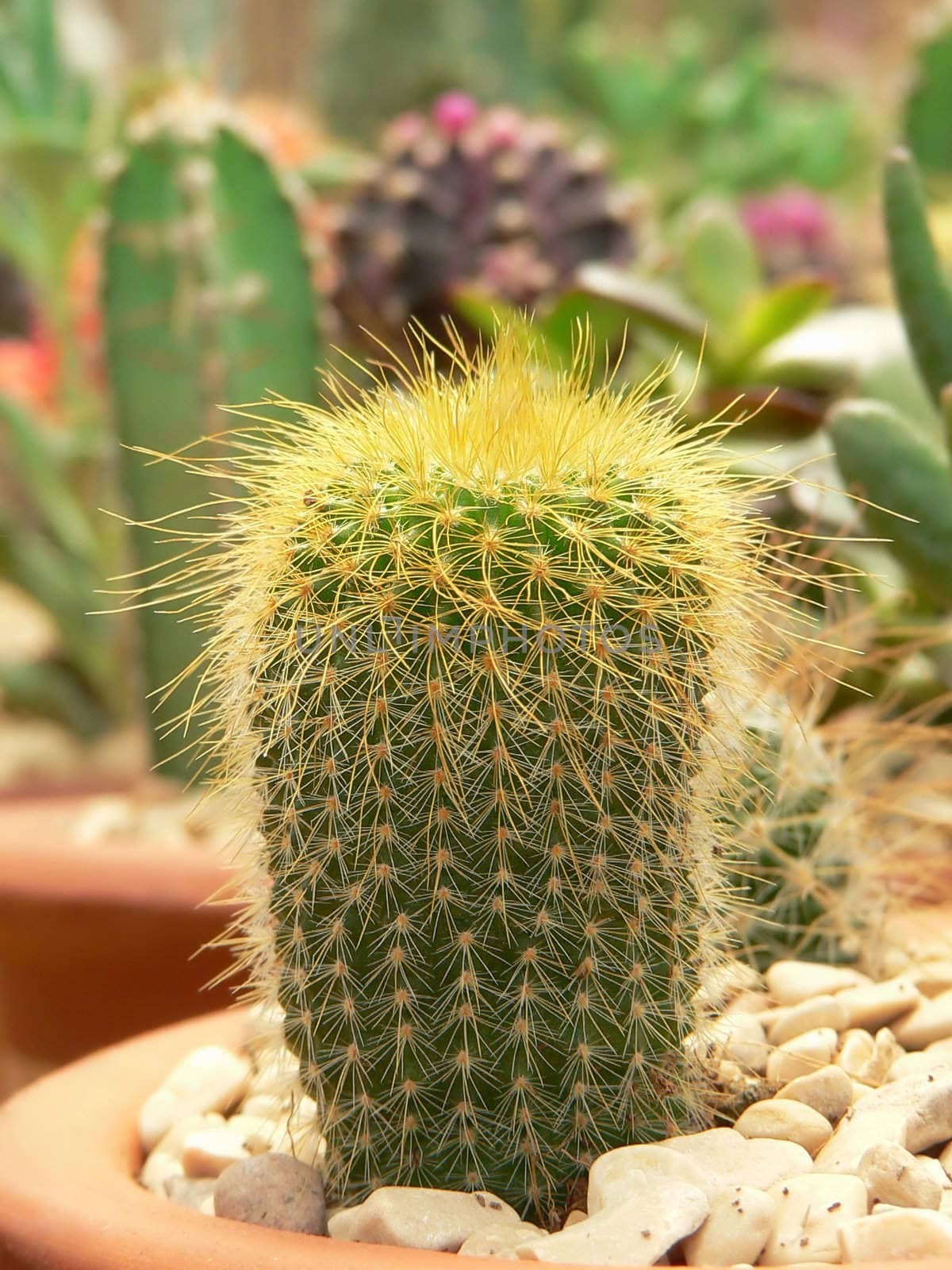 Green Cactus Close-Up