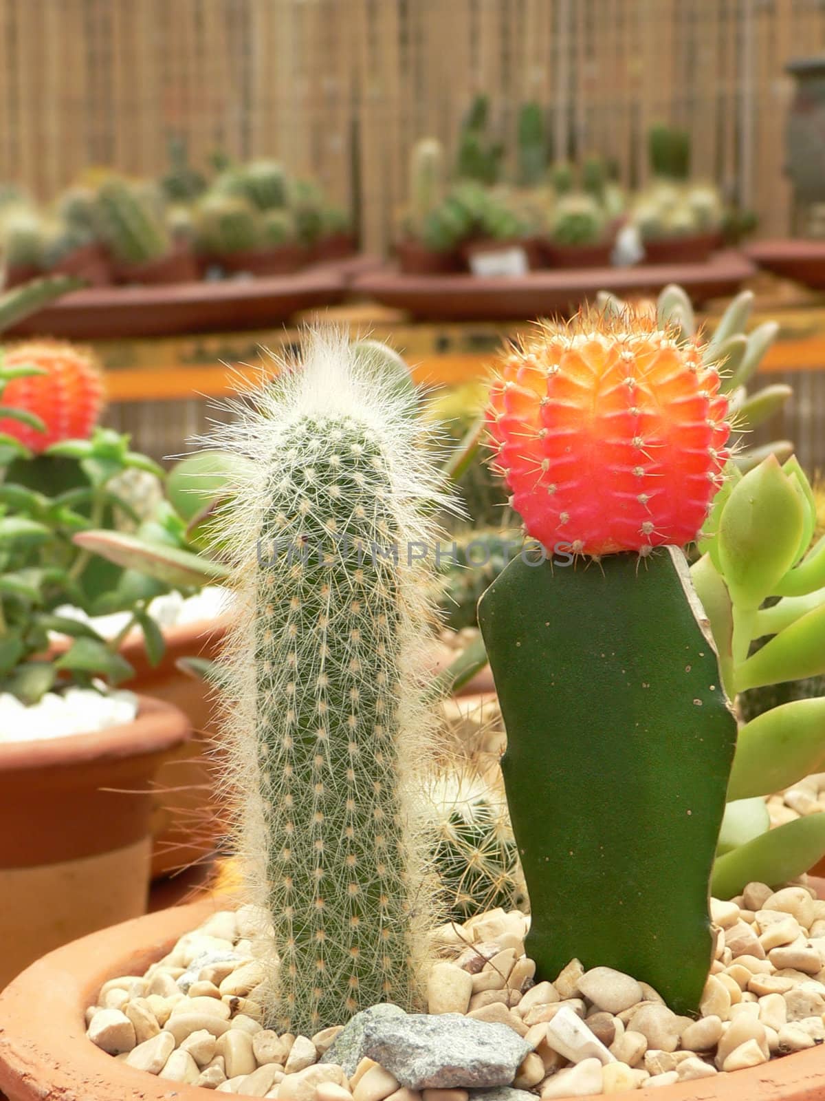 beautiful decorative tiny cactuses