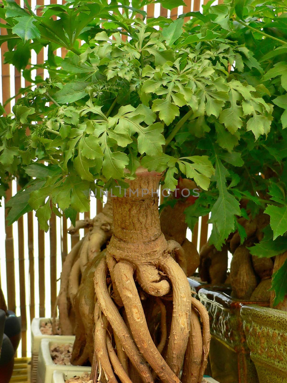 Bonsai close-up