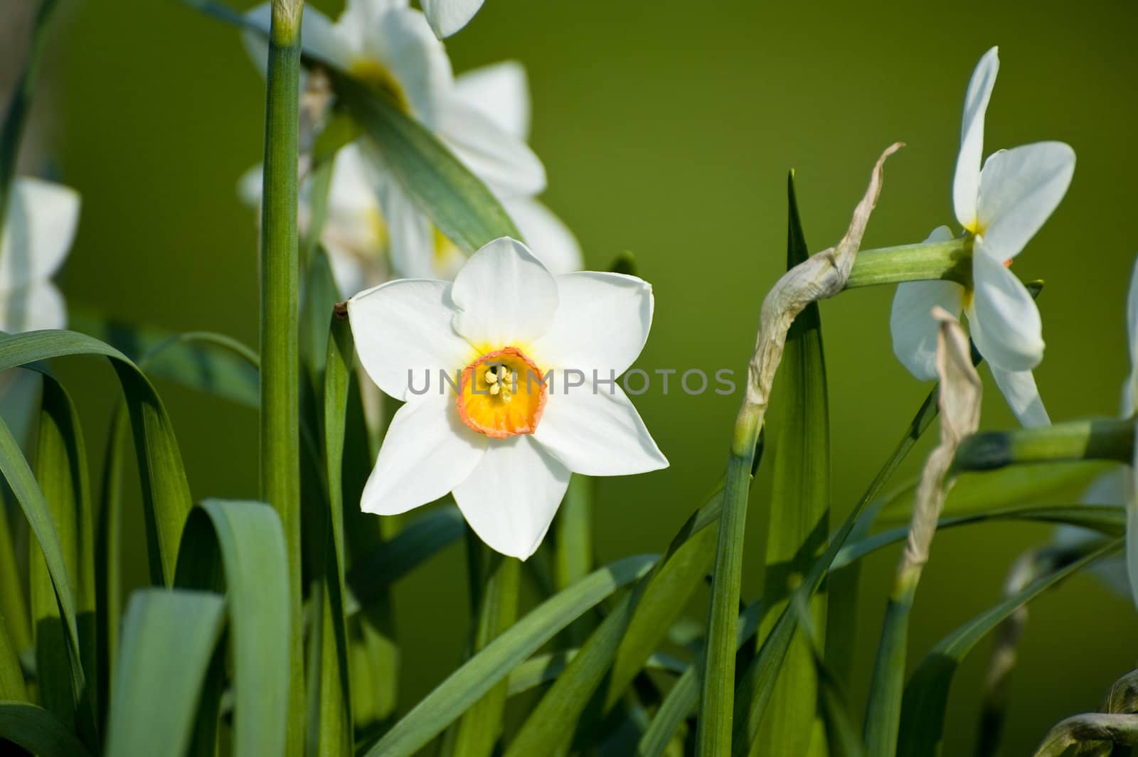 Beautiful lillies close-up