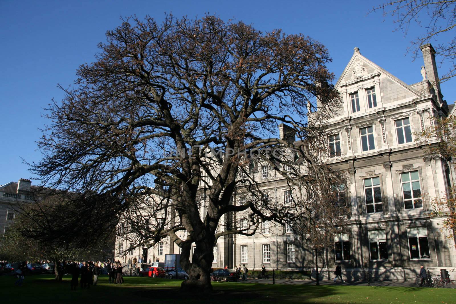 Trinity College campus. Dublin, Ireland. Students in background. Magnificent tree.
