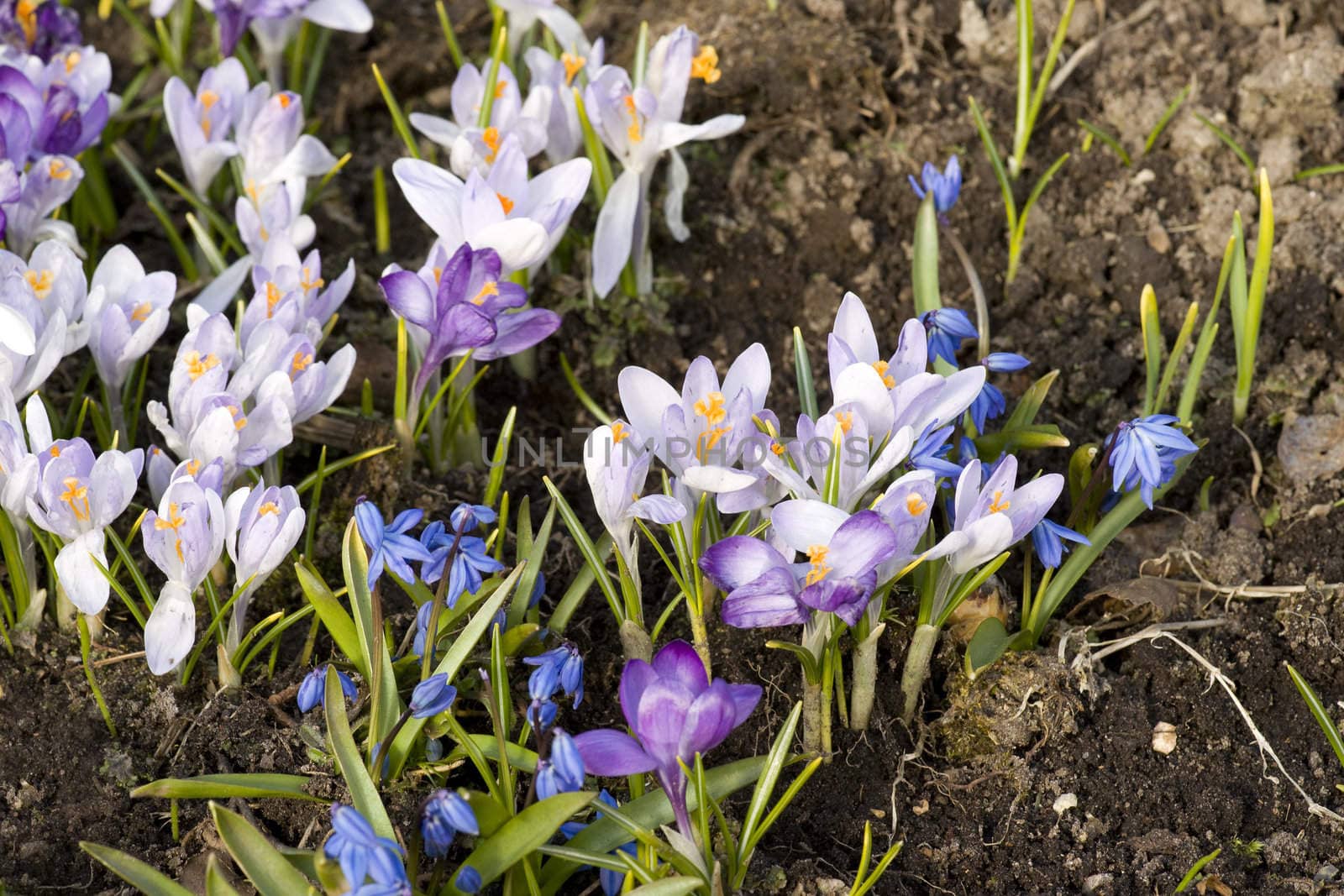 First blossoming crocuses in the garden