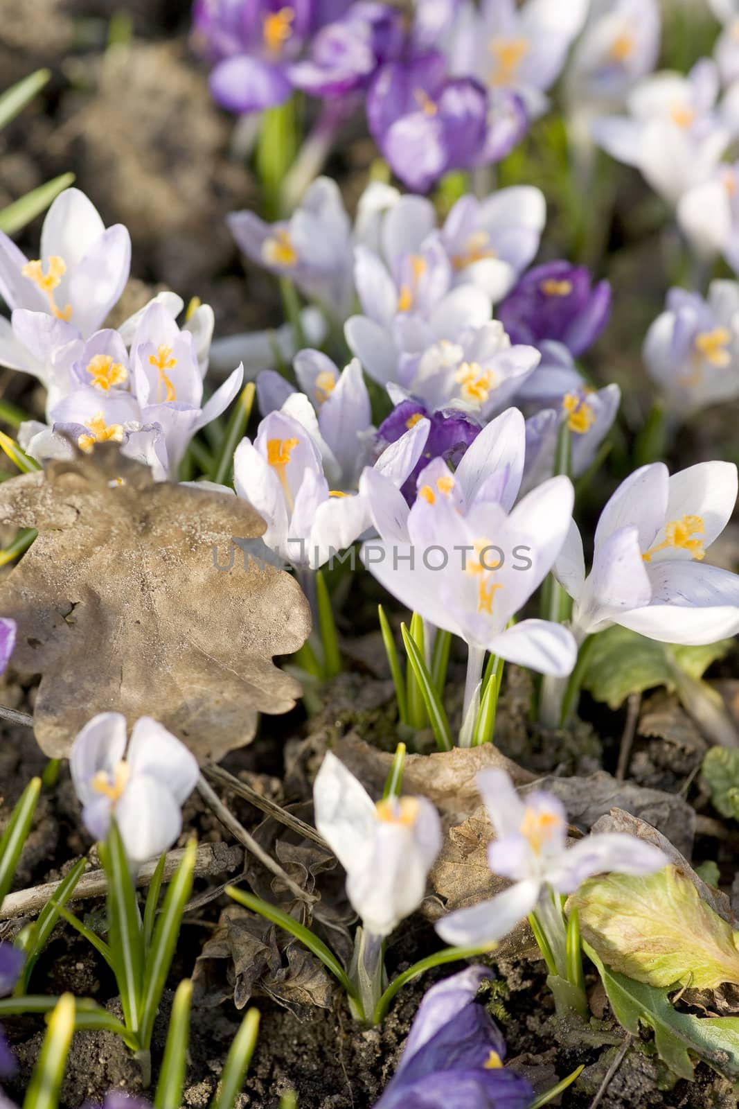 First crocuses and last years oak leaf in the garden