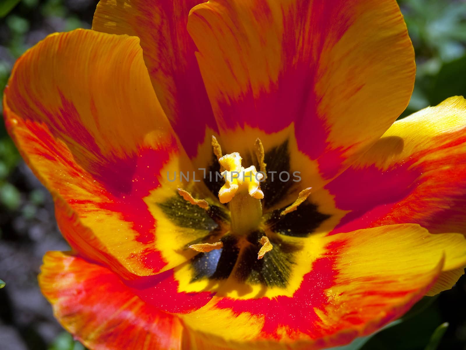 Vivid beautiful colorful spring tulip in macro
