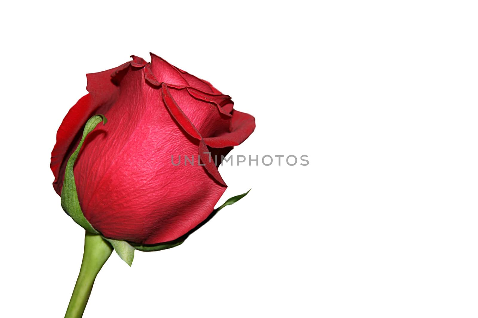 Single isolated red rose