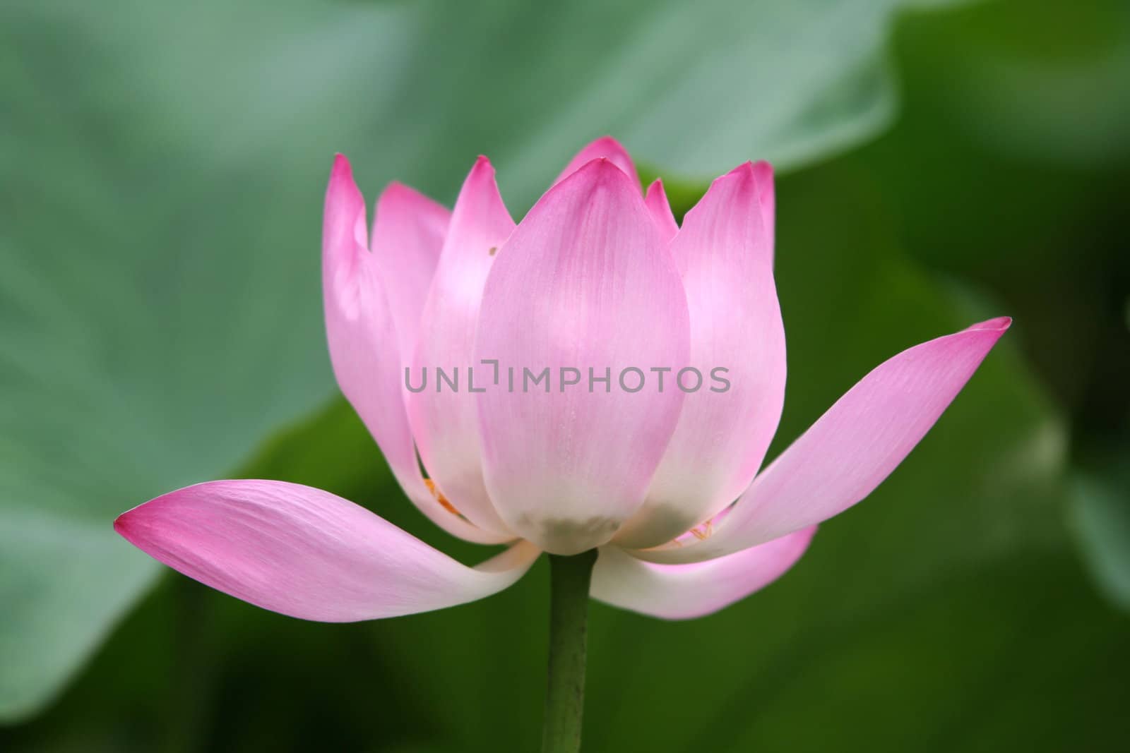 Water Lilly by gautier