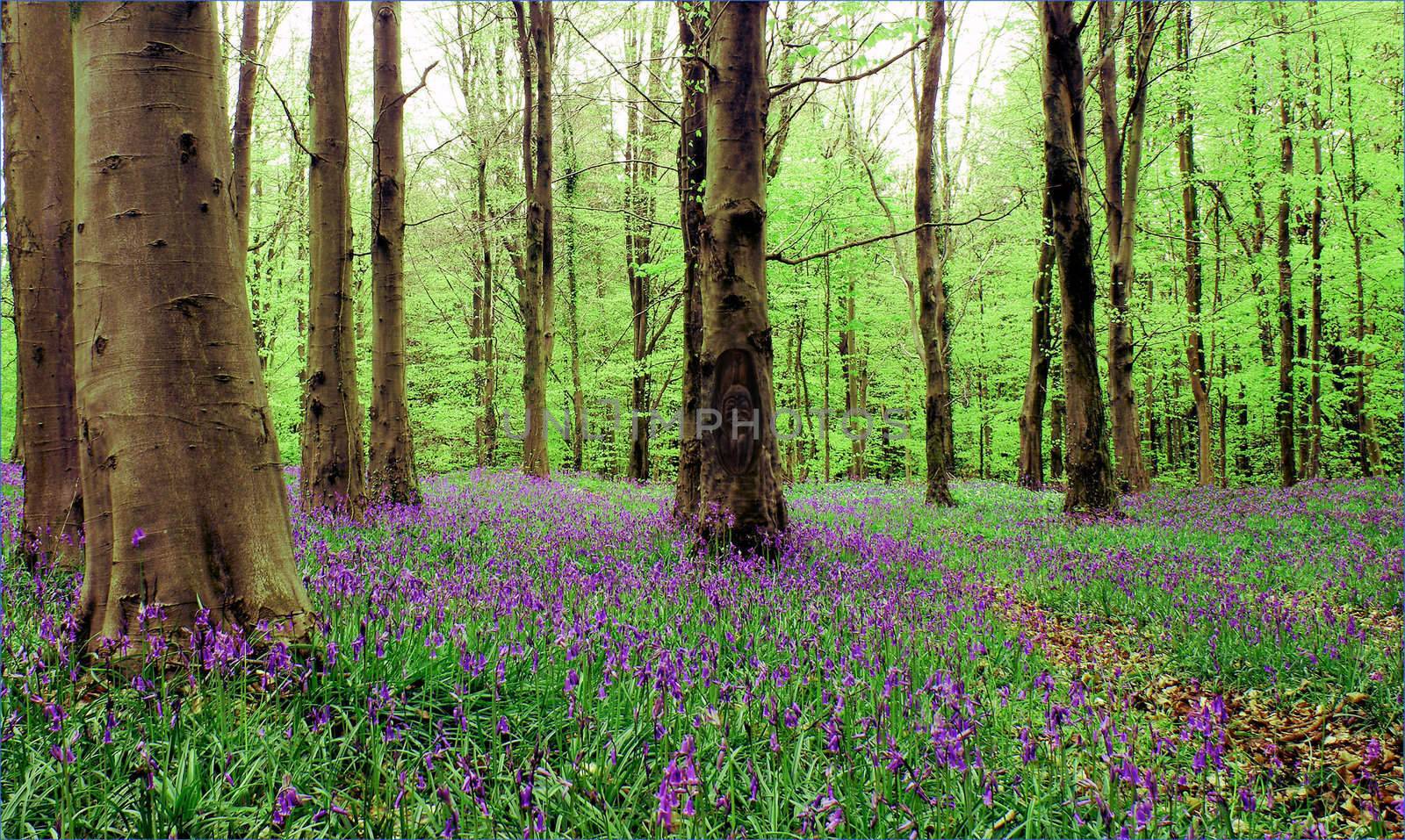 Bluebells in a beech wood with a sprite carved in a tree