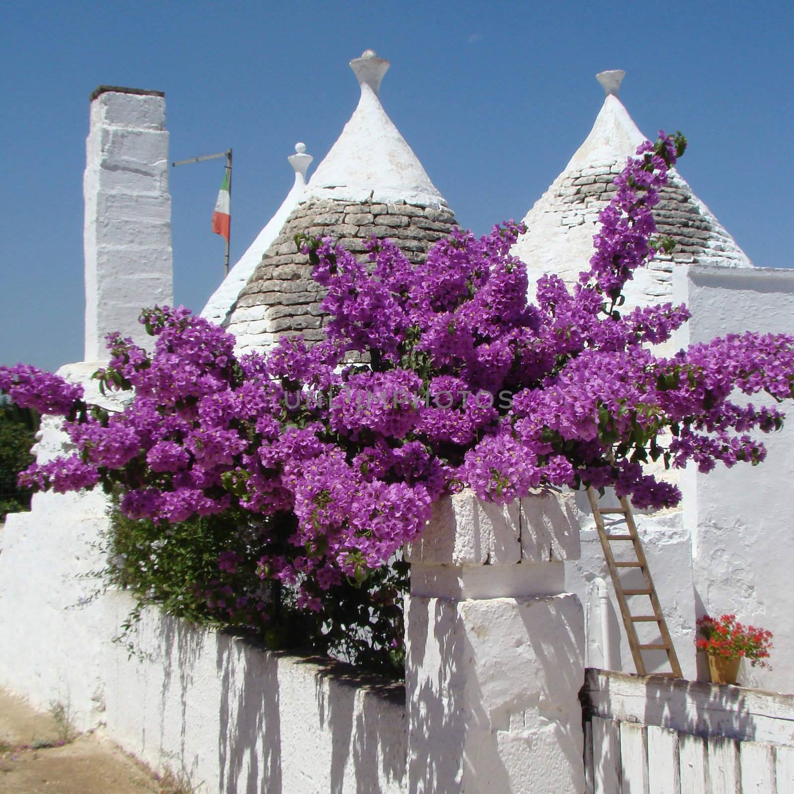 Purple bougainvillea and conical roofs of trullo house- typical for region close to Alberobello in south Italy