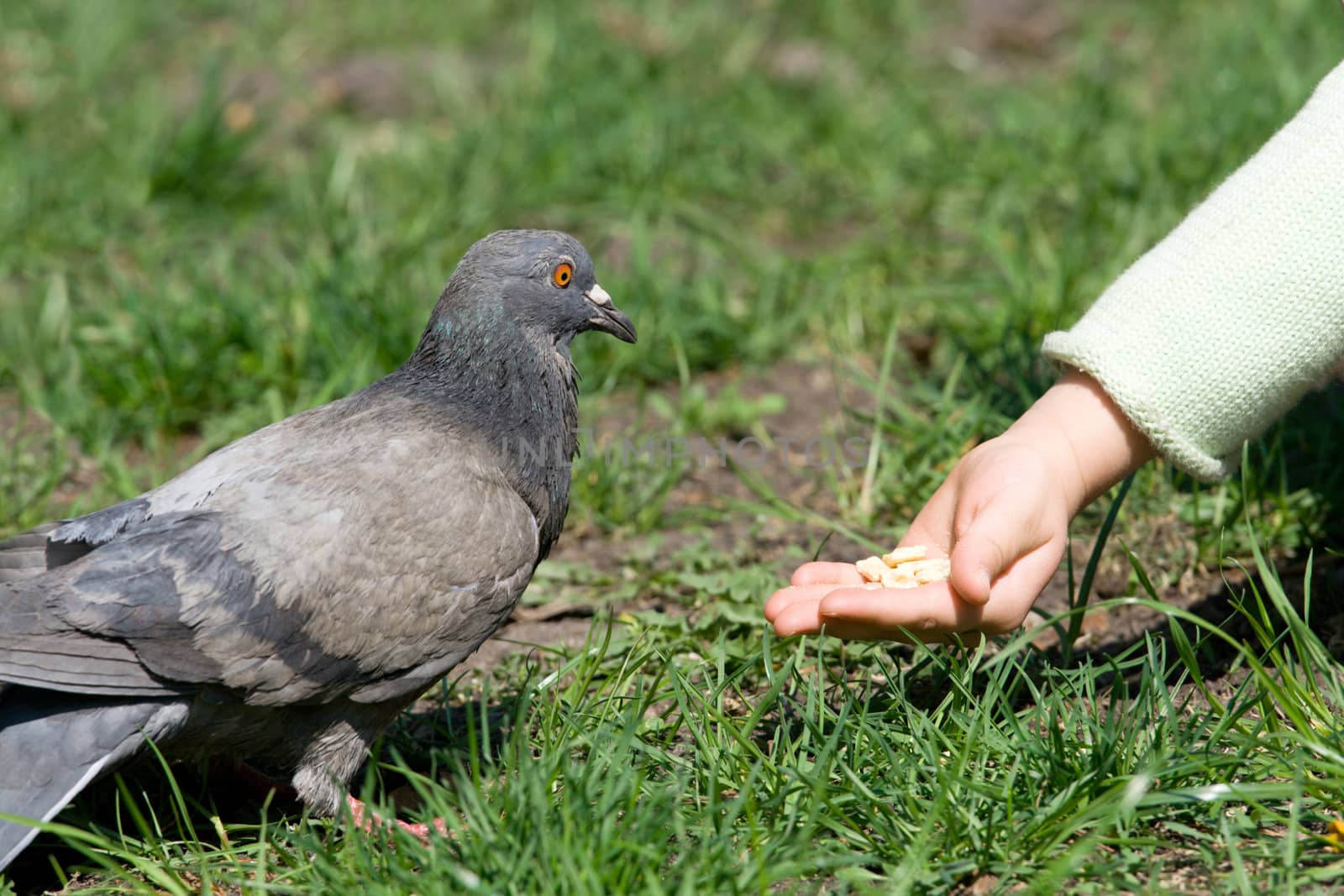Little child is feeding a pigeon by hand 