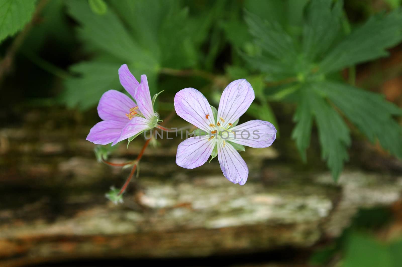 Enlarged image of 2 small purple flowers.