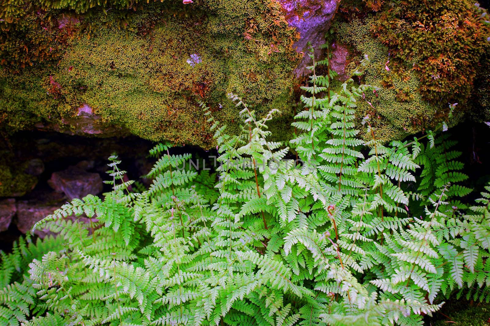 Ferns growing in the forest.