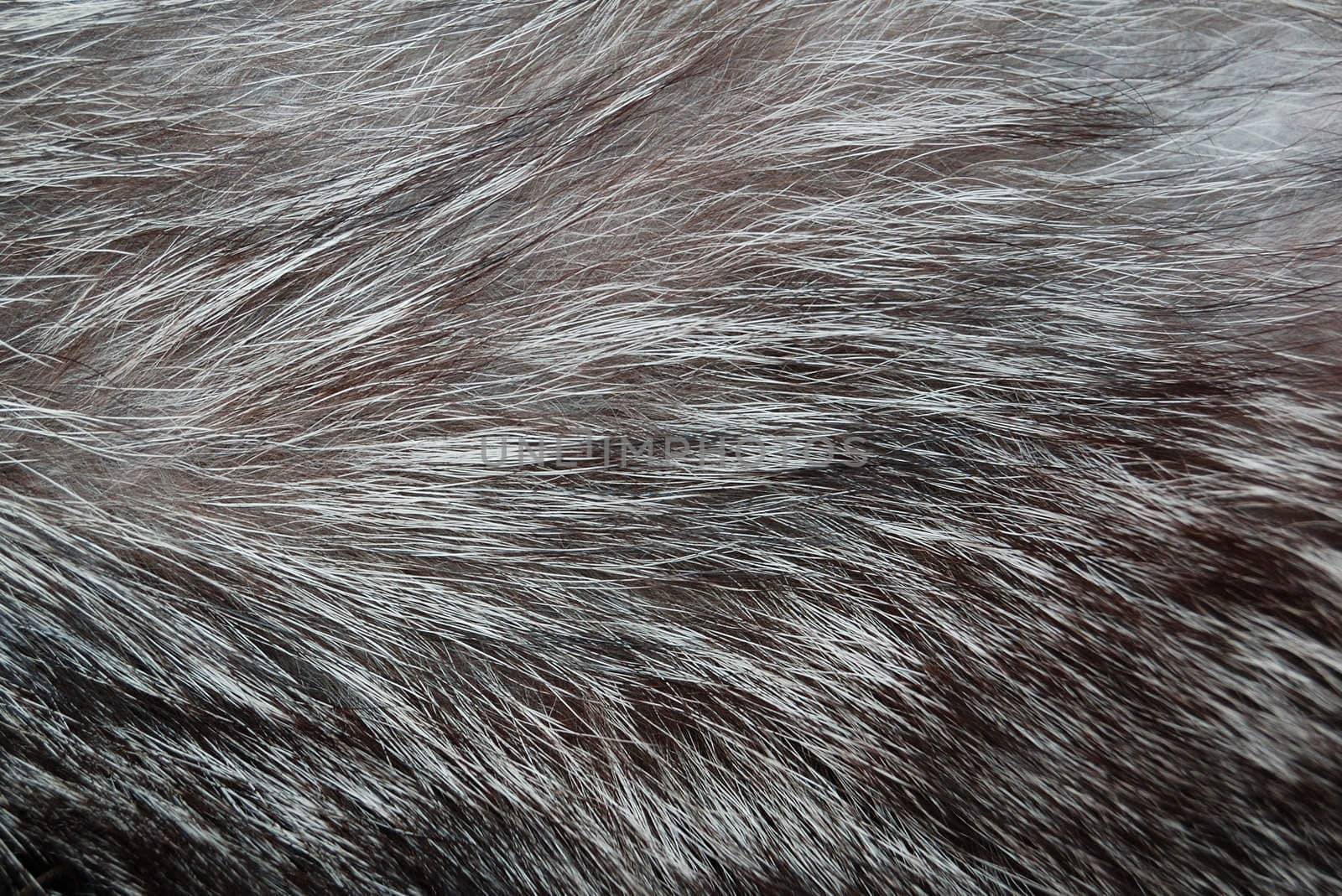 Fashion gray fur by maxpro