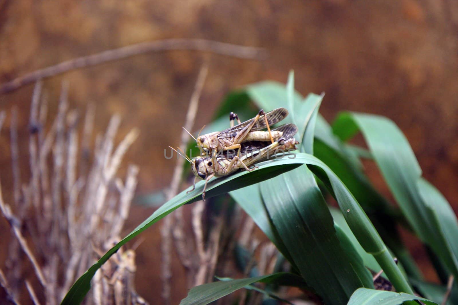 Grasshoppers couple