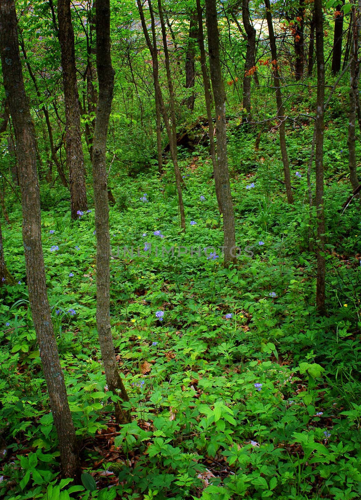 Forest floor showing the base of small trees and natural vegetation.