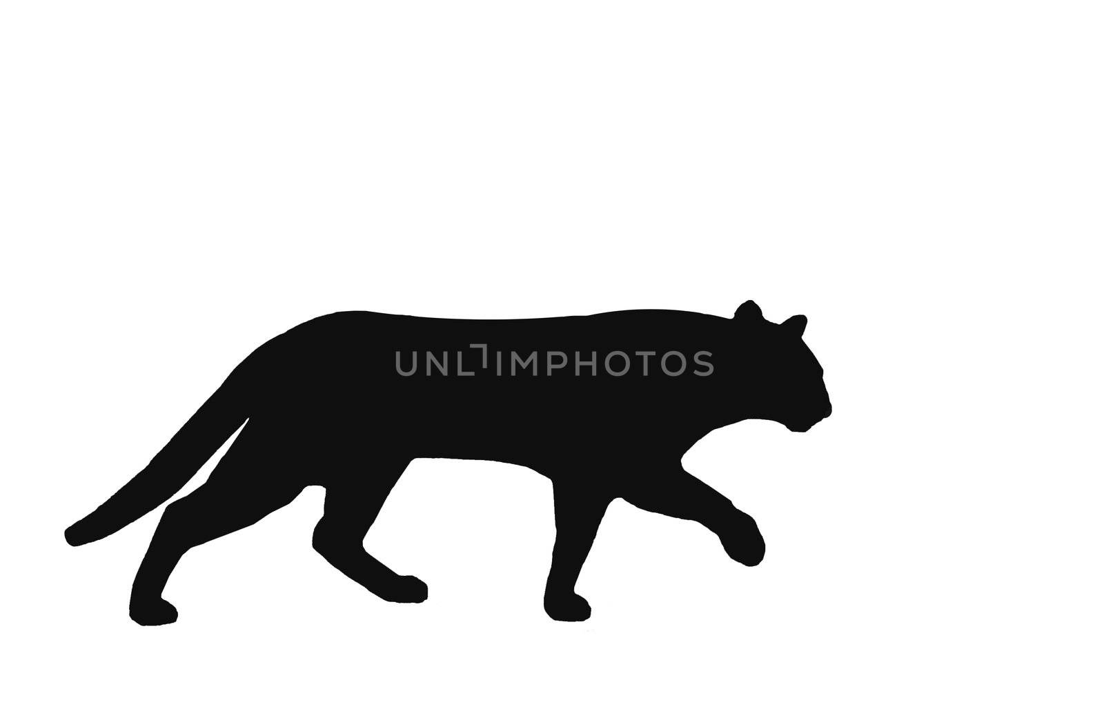 illustration of black prowl cat on the white background 