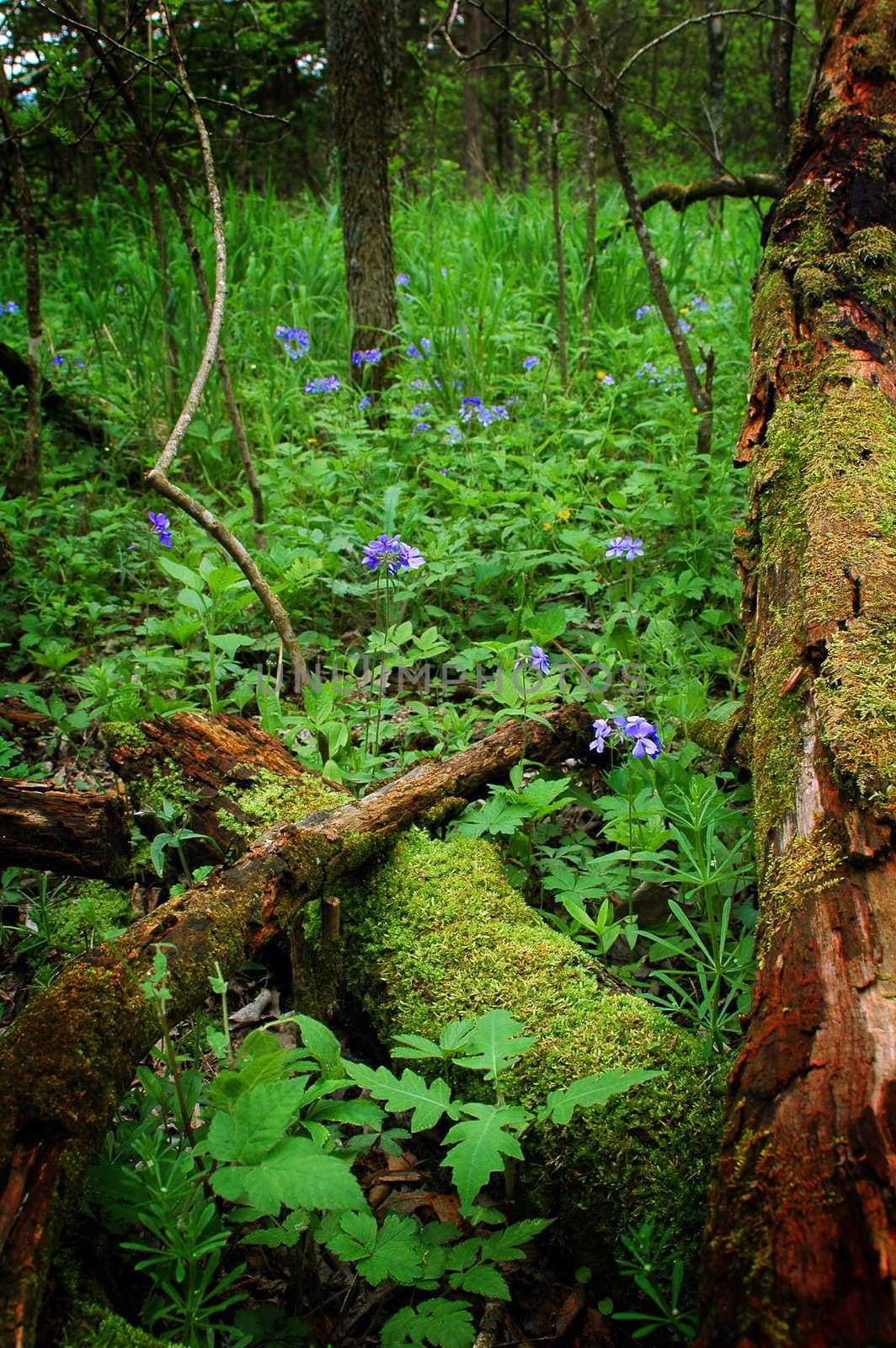 Blue Flowers in bloom in the forest amongst green vegetation and old mossy logs.