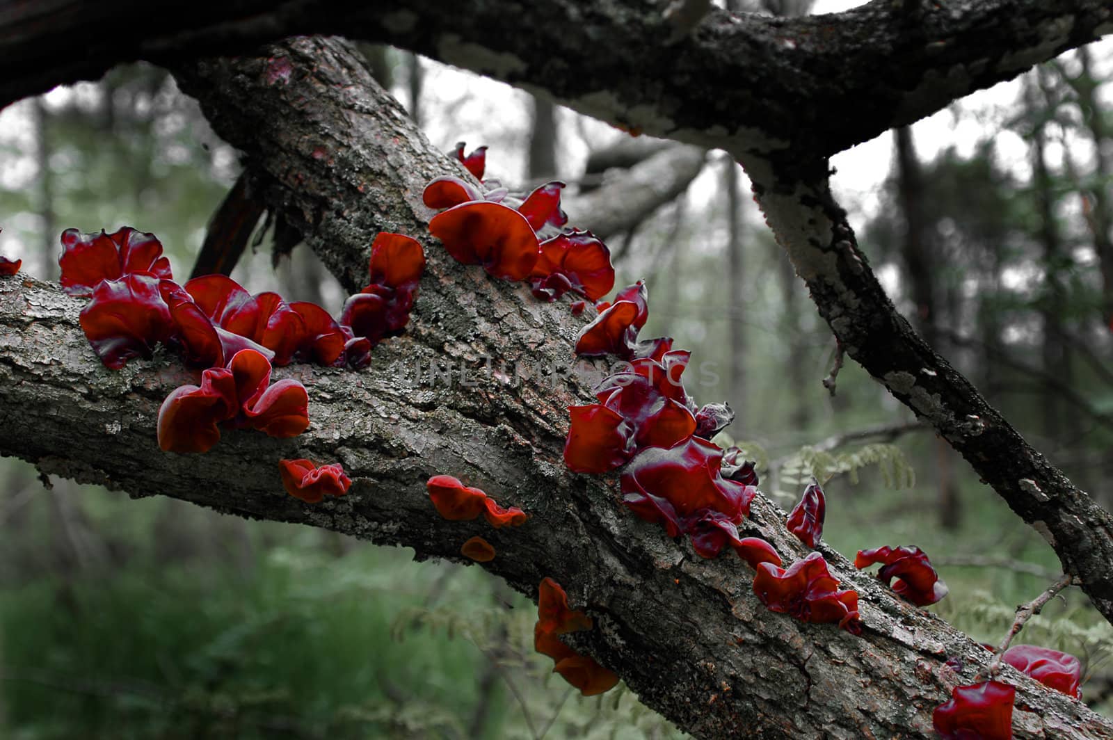Bracket Fungi growing on a tree limb in the forest.