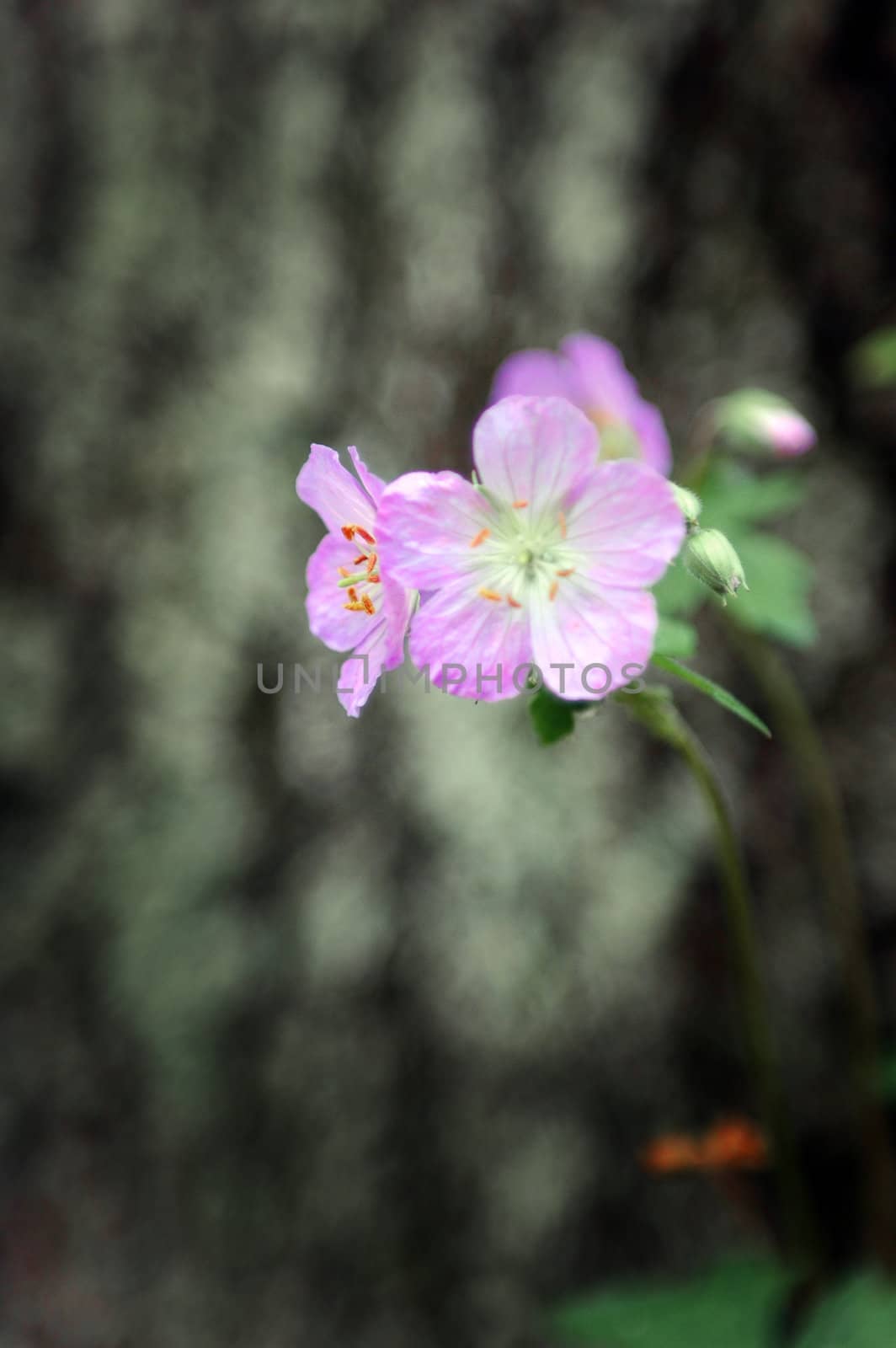 Enlarged image of 2 small purple flowers with tree bark in the background.