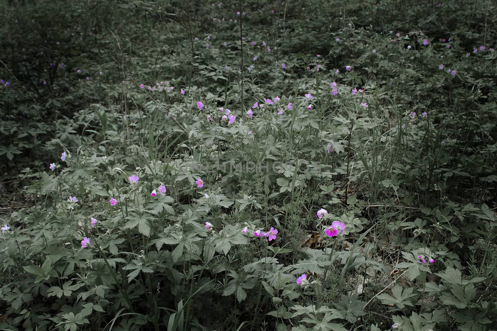 Image of a forest floor with natural ground cover and small blue flowers.