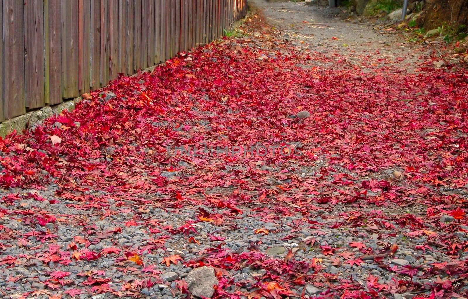 Backyard path covered with red maple leaves during the fall.          