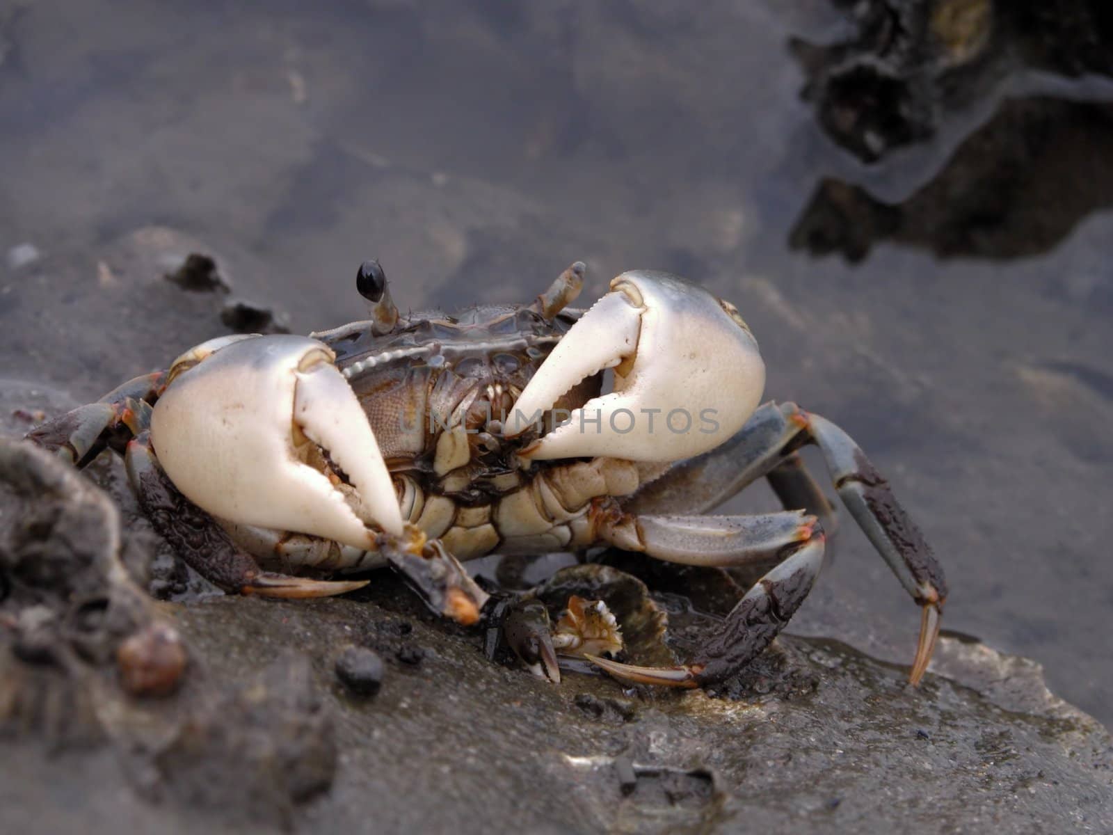 Amazing wildlife detail of an eating crab in the natural environment.          