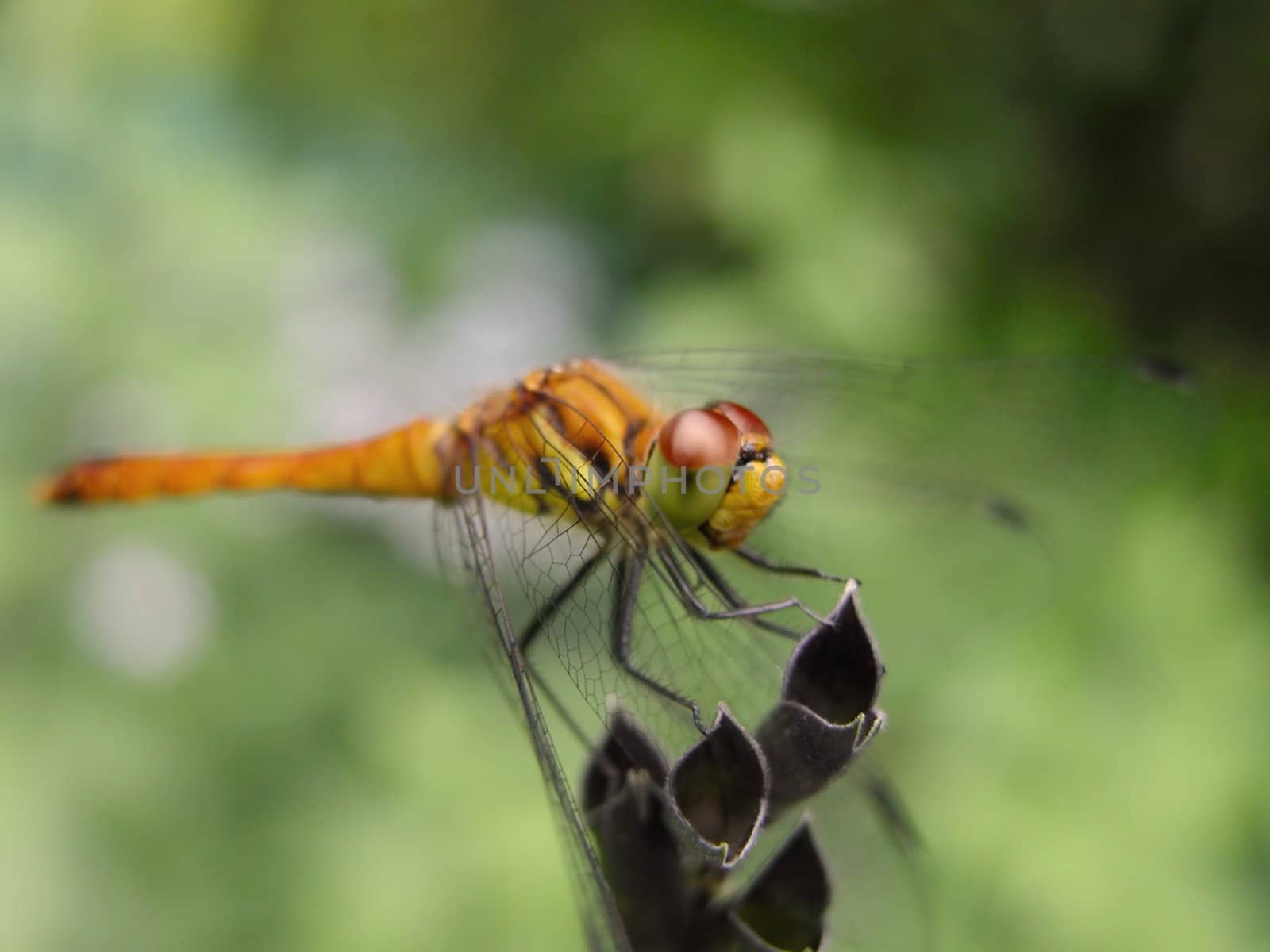 Extreme close-up of a dragonfly on a flower.Extreme selective focus on the insesct's head.          