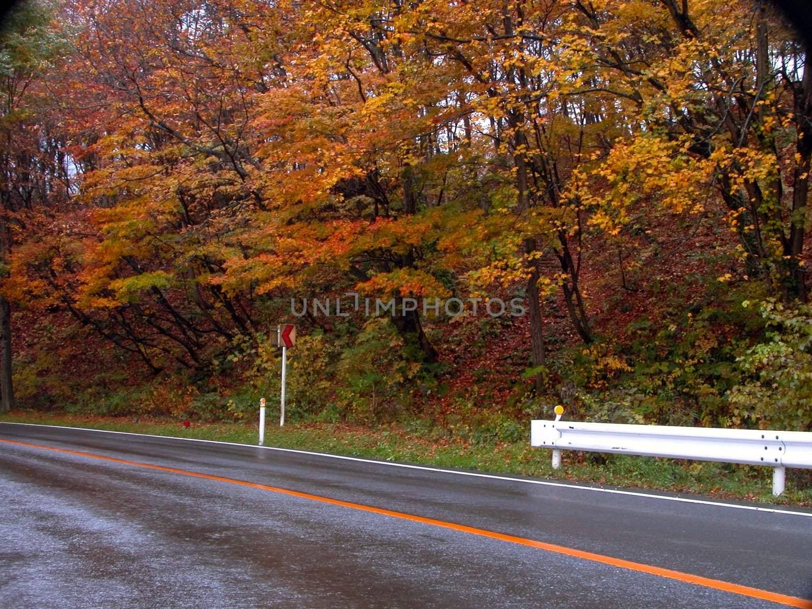 Road curve during autumn season  in a wet day.        