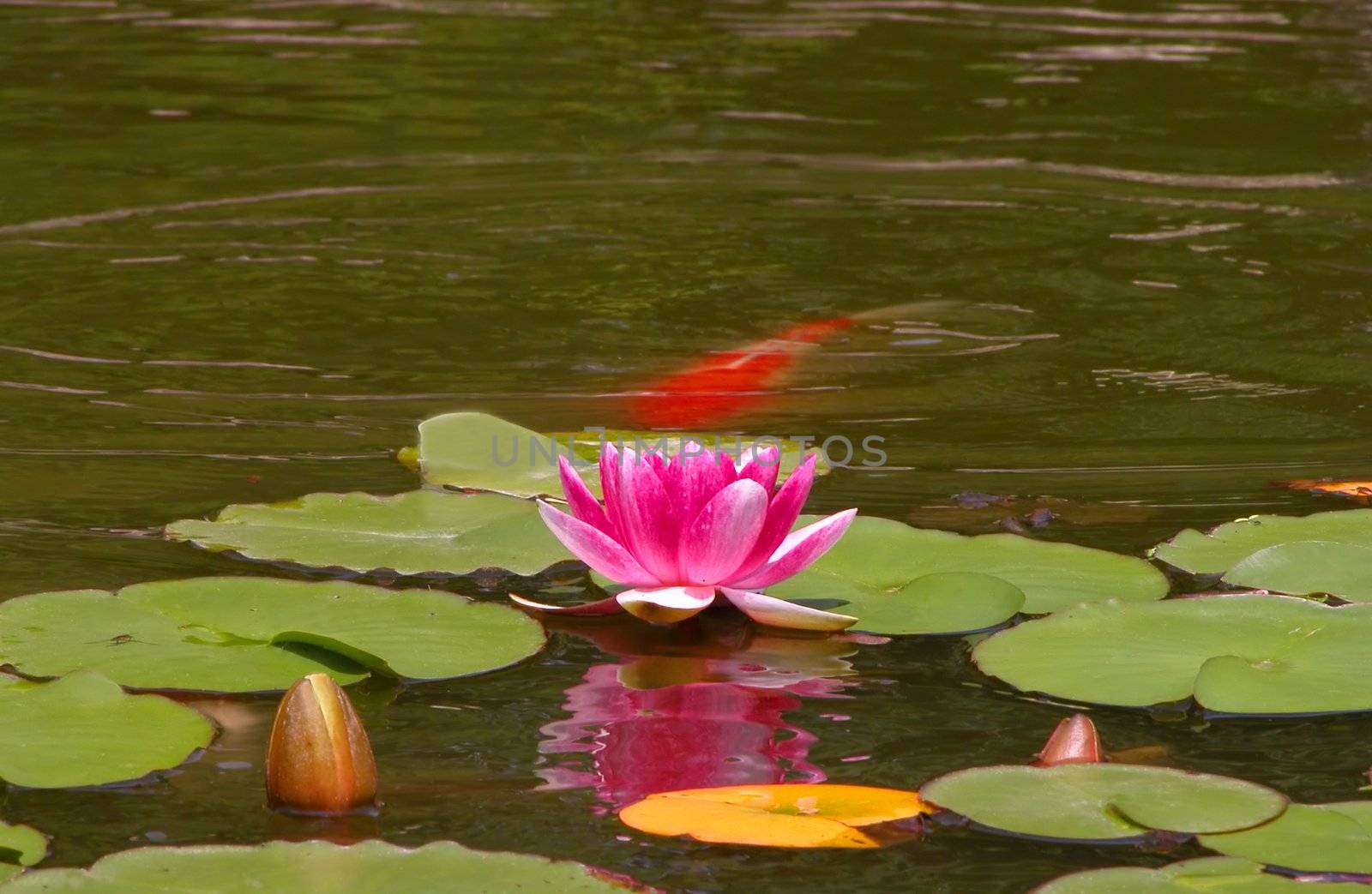 Water lilly and orange carp in a Japanese garden pond.There is some copy sapce in the upper part of the image.          