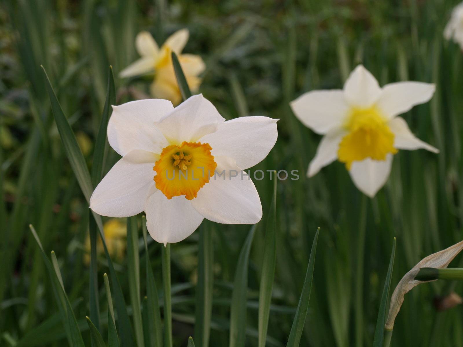 daffodil by viviolsen