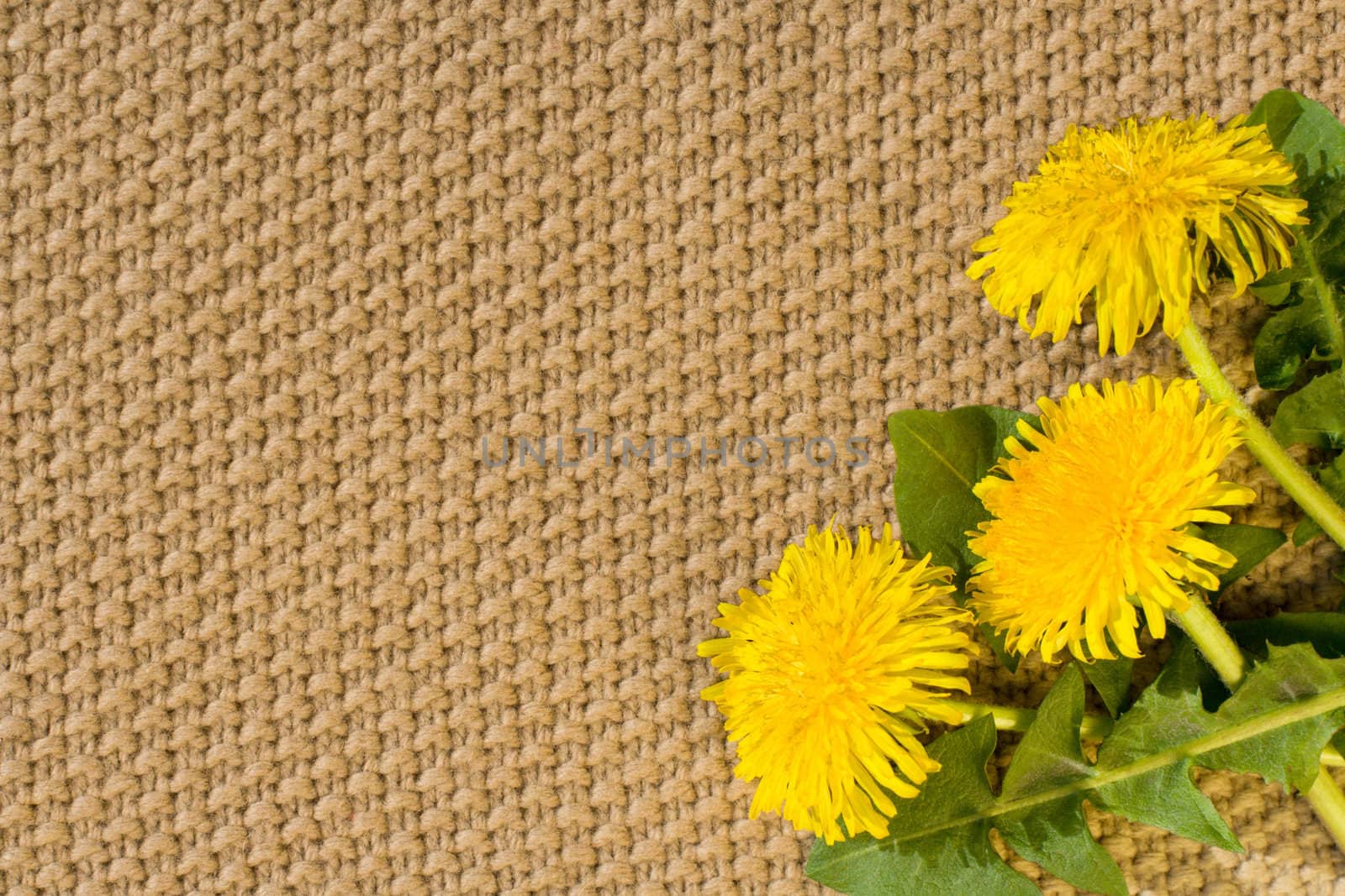 Beige textile Backgrounds close-up and spring dandelions in the right bottom corner